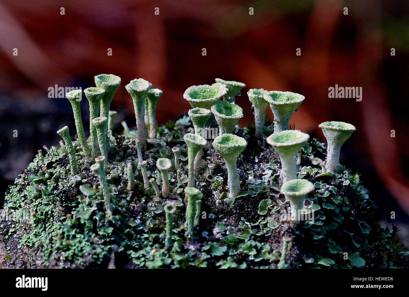 Un club lichen, questa specie è tipicamente trovati sul suolo acida su legno marcescente, moss o humus che copre le basi della struttura. La sua definitiva caratteristica è che termina in una svasatura cup che quando viene toccato rilascerà soredia in polvere. Foto Stock