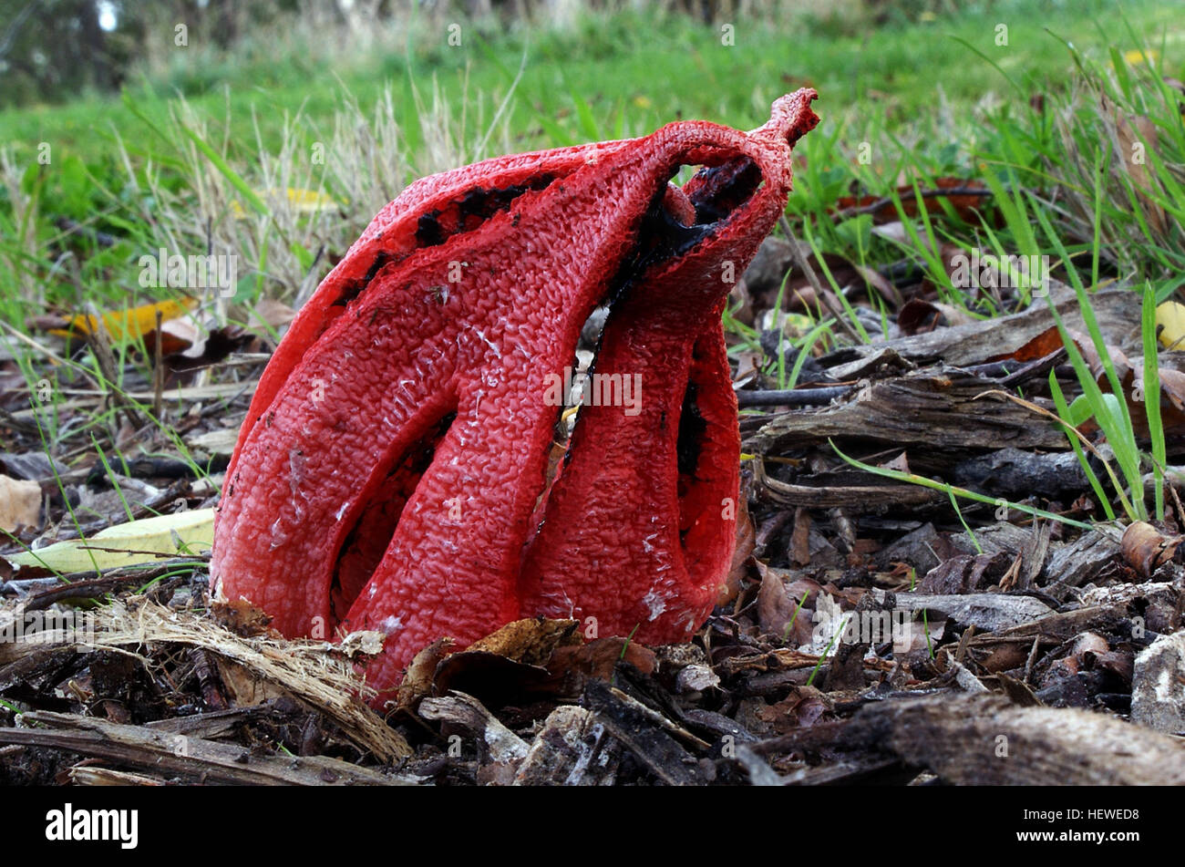 Il Clathrus colomats è un tipo di fungo rosso e puzzolente comunemente trovato sui pavimenti della foresta. È conosciuta per il suo aspetto unico, simile a un corno e l'odore pungente, che attrae gli insetti. Questa specie appartiene alla famiglia dei corni rossi e fa parte dell'ecosistema fungino, giocando un ruolo nella decomposizione del materiale organico. Foto Stock