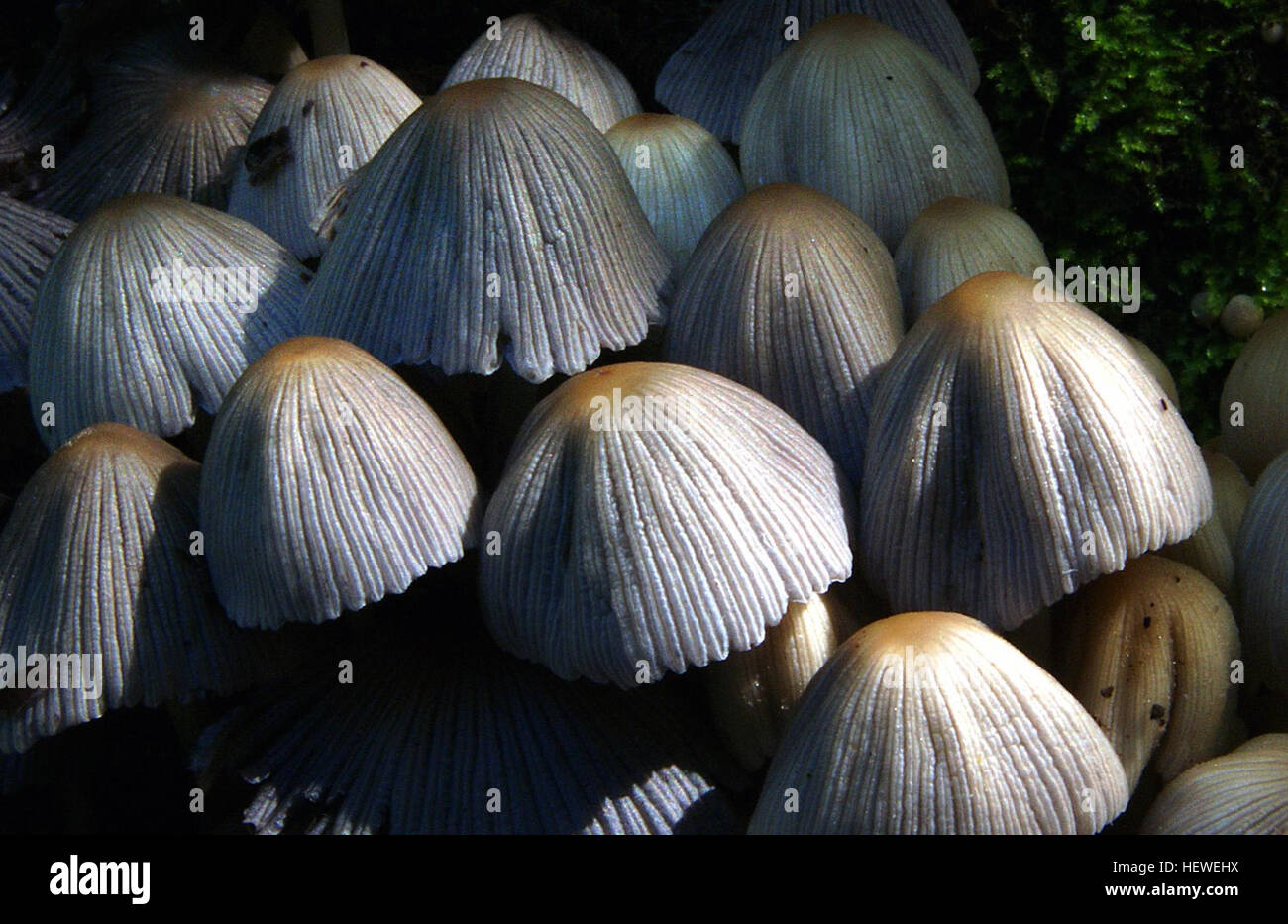Coprinus è un genere di funghi comunemente noto per il loro aspetto distintivo e il loro ruolo nella decomposizione della materia organica. Spesso presenti nel legno in decadenza o nel terreno ricco, questi funghi sono noti per i loro cappucci a forma di ombrello che si aprono man mano che maturano, rilasciando spore. Foto Stock