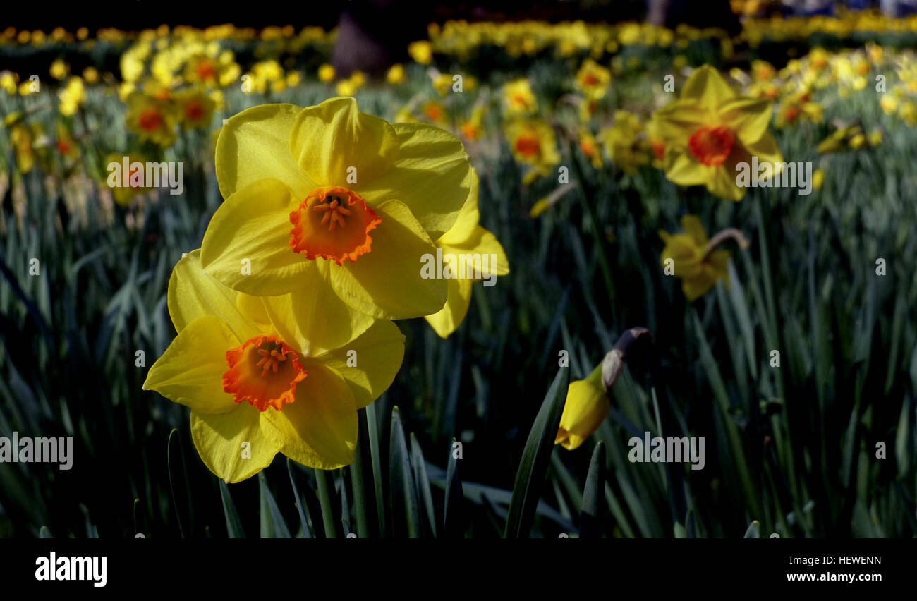 Narcissus è un genere di piante perenni primaverili della famiglia delle Amaryllidaceae, con varietà comuni tra cui narcisi, jonquils e narciso. Queste piante sono note per i loro fiori a forma di tromba, tipicamente bianchi o gialli, con variazioni nelle varietà da giardino. I fiori hanno sei tepali simili a petali e una corona centrale a forma di tazza, che li rende una caratteristica importante nei giardini primaverili. Foto Stock