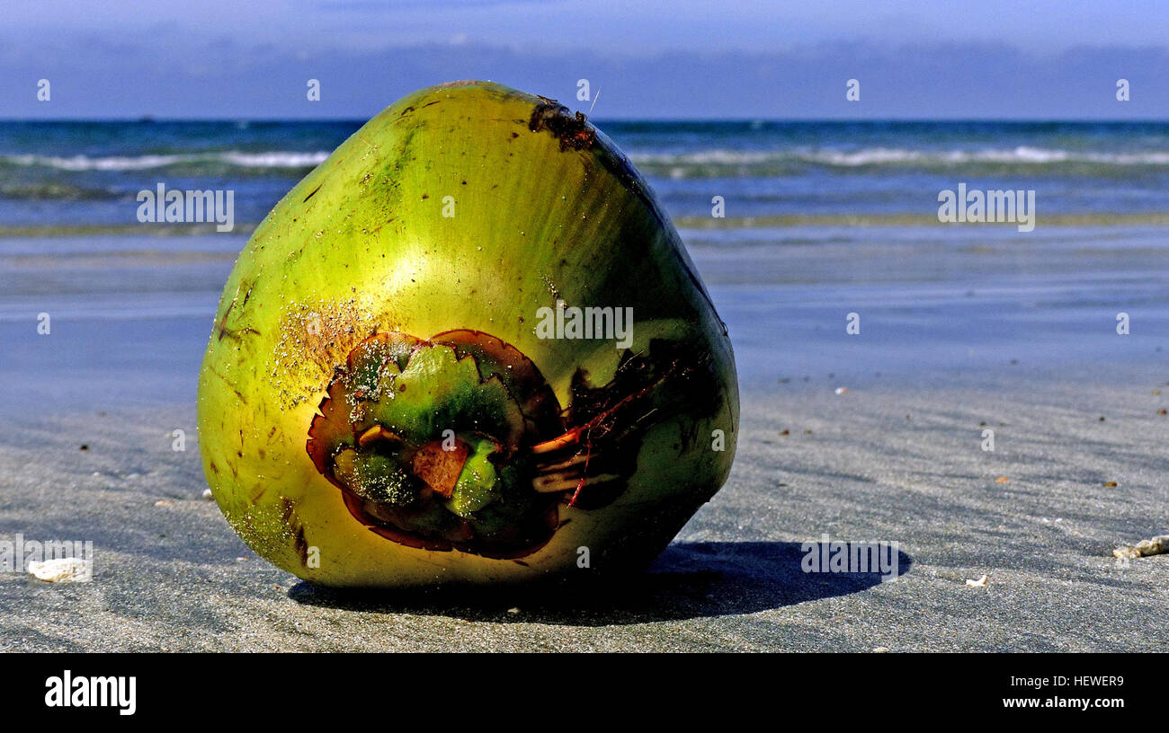 Le correnti oceaniche possono trasportare gli organismi viventi, come questo la germinazione di semi di noce di cocco, le chiavi e le isole coralline. Piante come hardy noci di cocco e di animali come i rettili possono sopravvivere i lunghi viaggi senza acqua o sostanze nutritive. Foto Stock