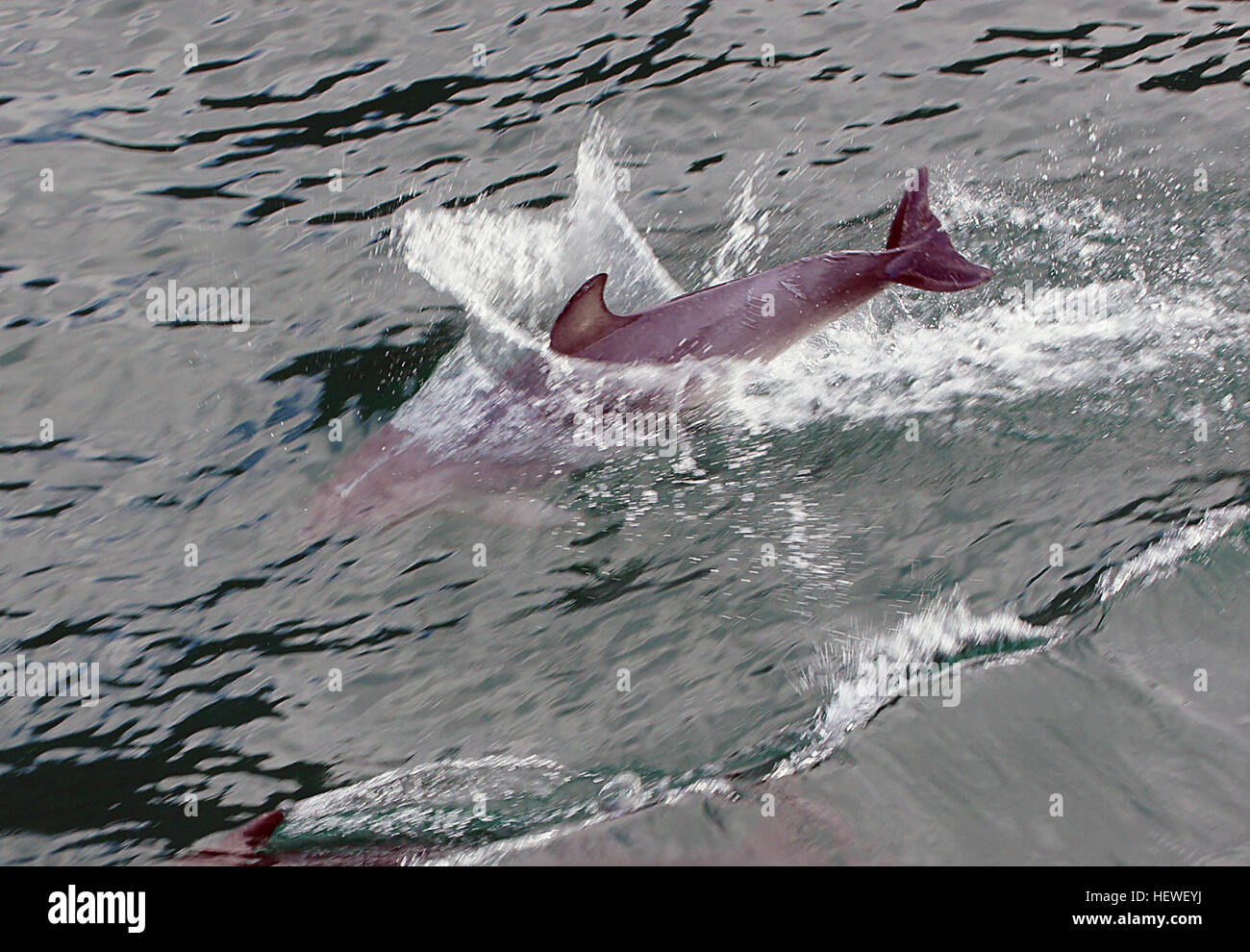 I delfini tursiopi, noti per il loro comportamento giocoso, sono spesso visti saltare e tuffarsi nell'oceano. Questi mammiferi marini sono altamente sociali e comunemente si trovano nelle calde acque costiere di tutto il mondo. Foto Stock