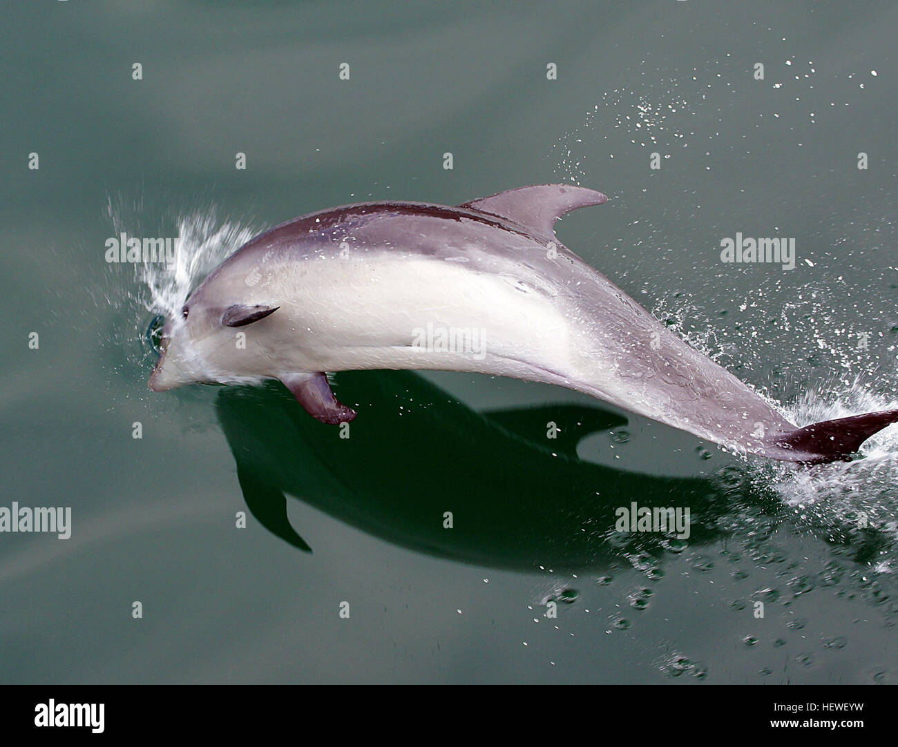 I delfini tursiopi sono mammiferi marini altamente intelligenti noti per il loro comportamento giocoso, spesso visti saltare e nuotare nell'oceano. Questi delfini sono comuni negli ambienti costieri e oceanici aperti, mostrando un comportamento sociale e una comunicazione complessa all'interno dei loro baccelli. Foto Stock