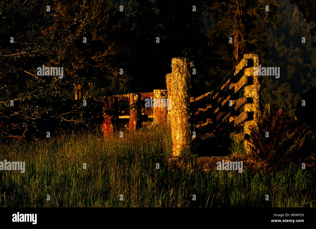 Il tiro al bestiame è una caratteristica comune nella nuova Zelanda rurale, dove il bestiame viene gestito e trasportato in modo efficiente. Si tratta di una parte essenziale delle infrastrutture agricole, che facilitano la circolazione degli animali in contesti agricoli. Foto Stock