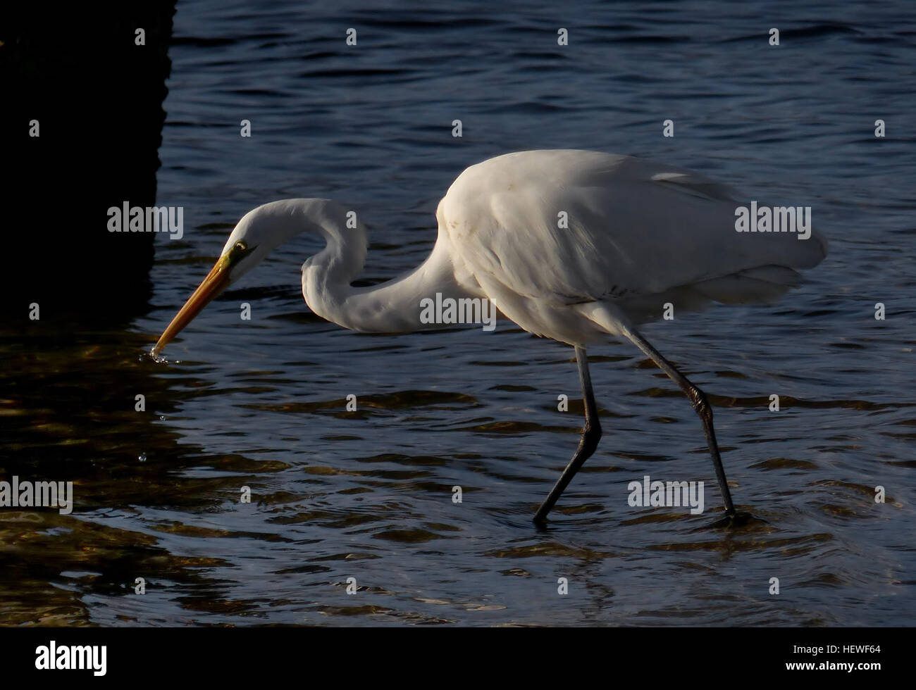 L'Eastern Great Egret, Ardea modesta, è un grazioso uccello bianco innevato comunemente presente nelle zone umide dell'Australia. Si nutre di piccole creature acquatiche in acque poco profonde, usando il suo lungo becco giallo per catturare le prede, ed è spesso visto camminare lentamente attraverso l'acqua. Foto Stock L'Eastern Great Egret, Ardea modesta, è un grazioso uccello bianco innevato comunemente presente nelle zone umide dell'Australia. Si nutre di piccole creature acquatiche in acque poco profonde, usando il suo lungo becco giallo per catturare le prede, ed è spesso visto camminare lentamente attraverso l'acqua. Foto Stock