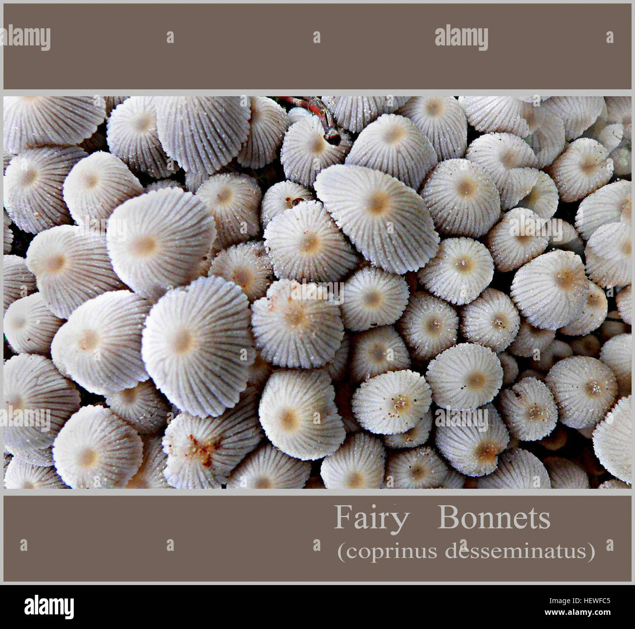 Le fate Bonnet sono funghi piccoli e delicati comunemente presenti negli ambienti forestali. Sono noti per la loro forma del berretto, che assomiglia a un cofano, e sono spesso fotografati in natura per la loro bellezza unica. Foto Stock