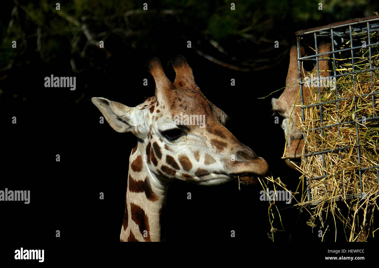 La giraffa è l'animale terrestre più alto, con un'altezza media di 5 metri (16-18 piedi). Con le gambe lunghe, il collo lungo e le macchie distintive, le giraffe sono adattate per nutrirsi di rami alti, principalmente da alberi di acacia. Le loro caratteristiche fisiche uniche e il loro comportamento sono adatti per la vita nella savana africana, dove girovagano nelle mandrie. Foto Stock