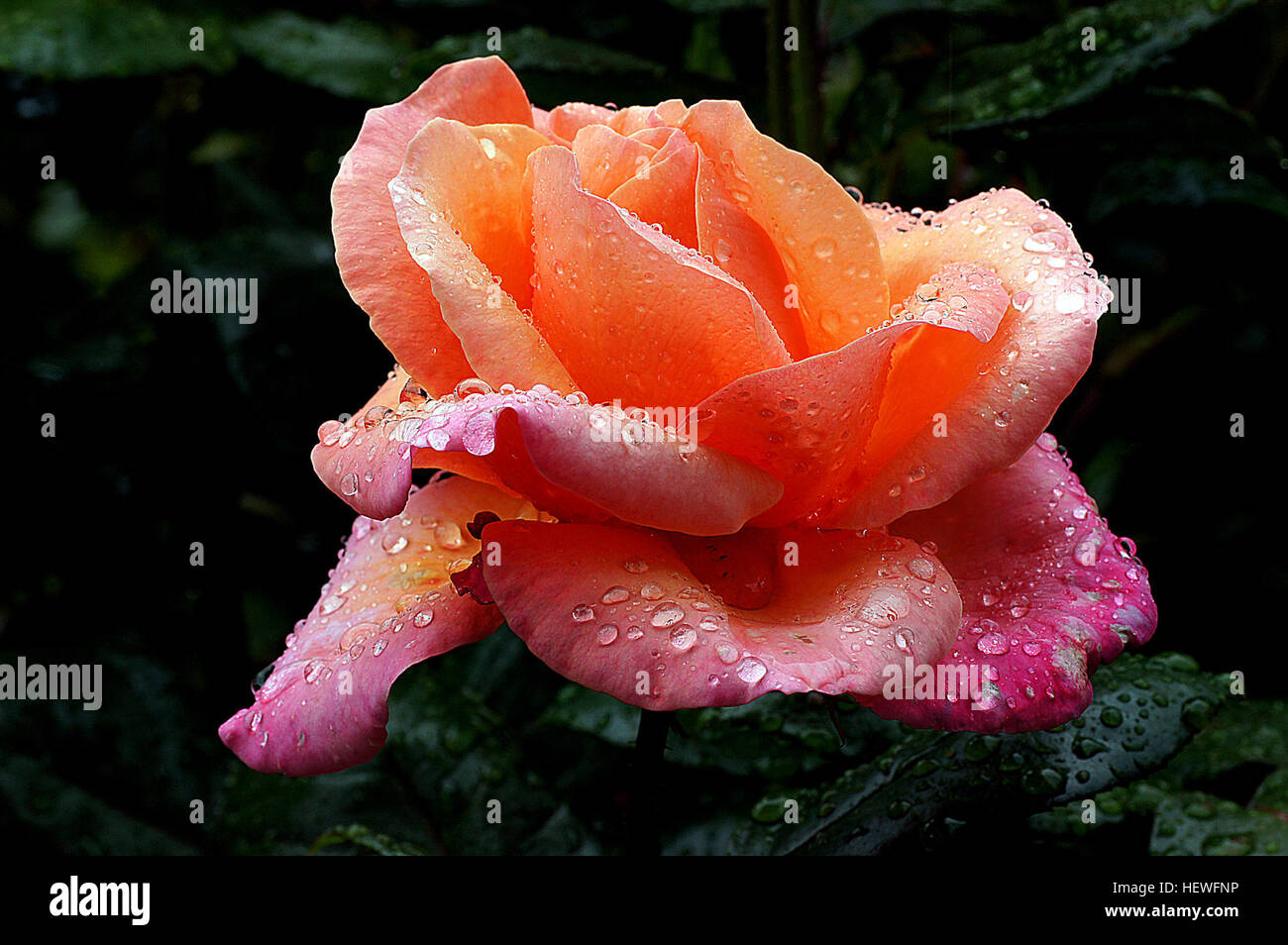 Un ibrido Rosa Tea di forma perfetta e le tonalità della luce albicocca,  arancione e rosa. I fiori sono grandi fiori doppi che portano una fragranza  leggera. La crescita della pianta è