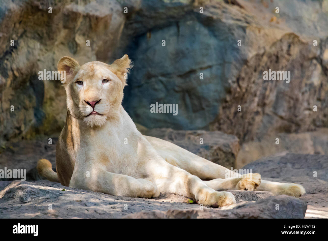 Immagine di una femmina di lion sulla natura dello sfondo. Gli animali selvatici. Foto Stock