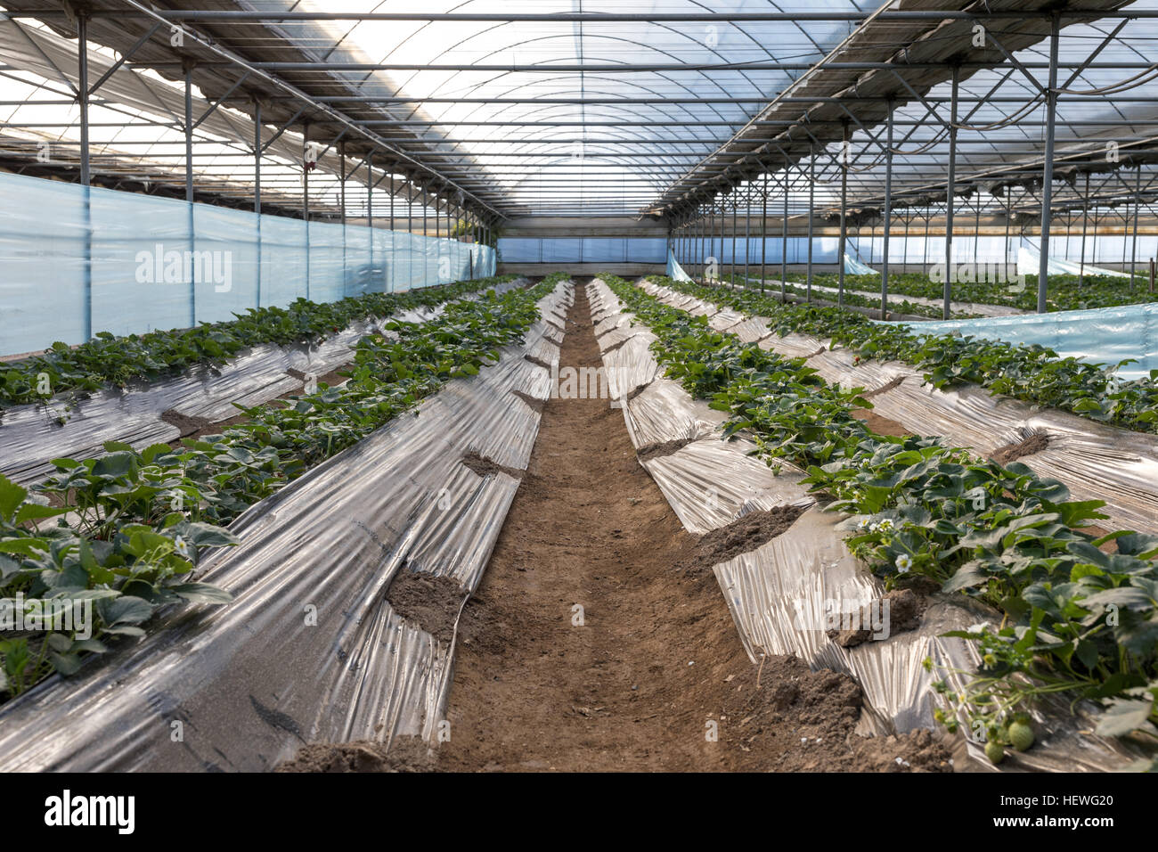 Sfondo di strawberry farm in sistema chiuso. Foto Stock