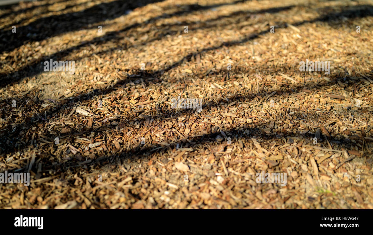 Sfondo di foglie secche con tree shadow. Foto Stock