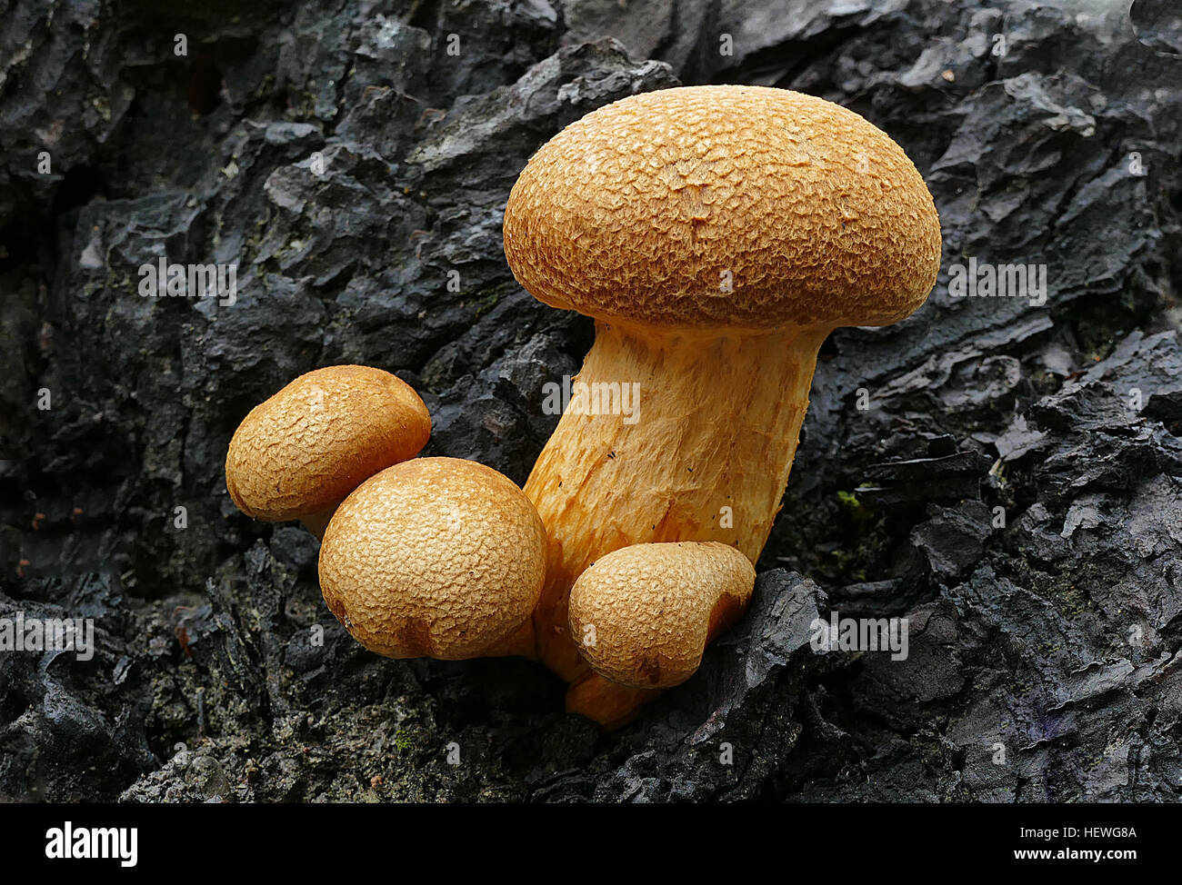 Gymnopilus junonius, noto per i suoi grandi cappelli colorati, cresce in agglomerati alla base degli alberi morti. Si tratta di un fungo marcio in legno che appare dalla primavera all'inizio dell'inverno, con una vivace tonalità arancione o oro quando è alla luce del sole. Foto Stock