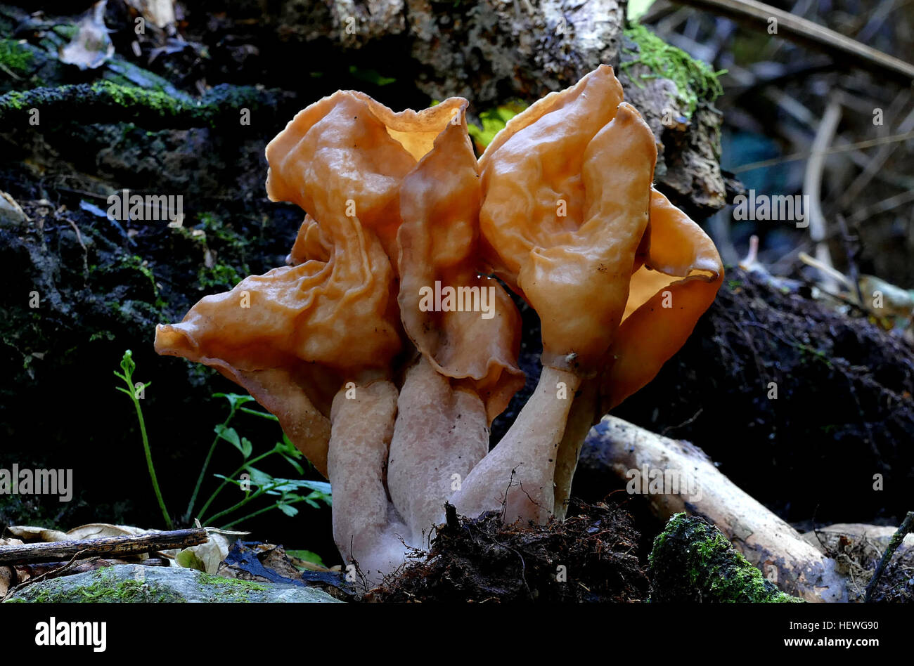 Nome comune: False morel trovati: Nothofagus &AMP; Pineta Substrato: Spore di massa: ?Altezza: 80 mm Larghezza: 30 mm Stagione: Primavera: Commestibile n. Foto Stock