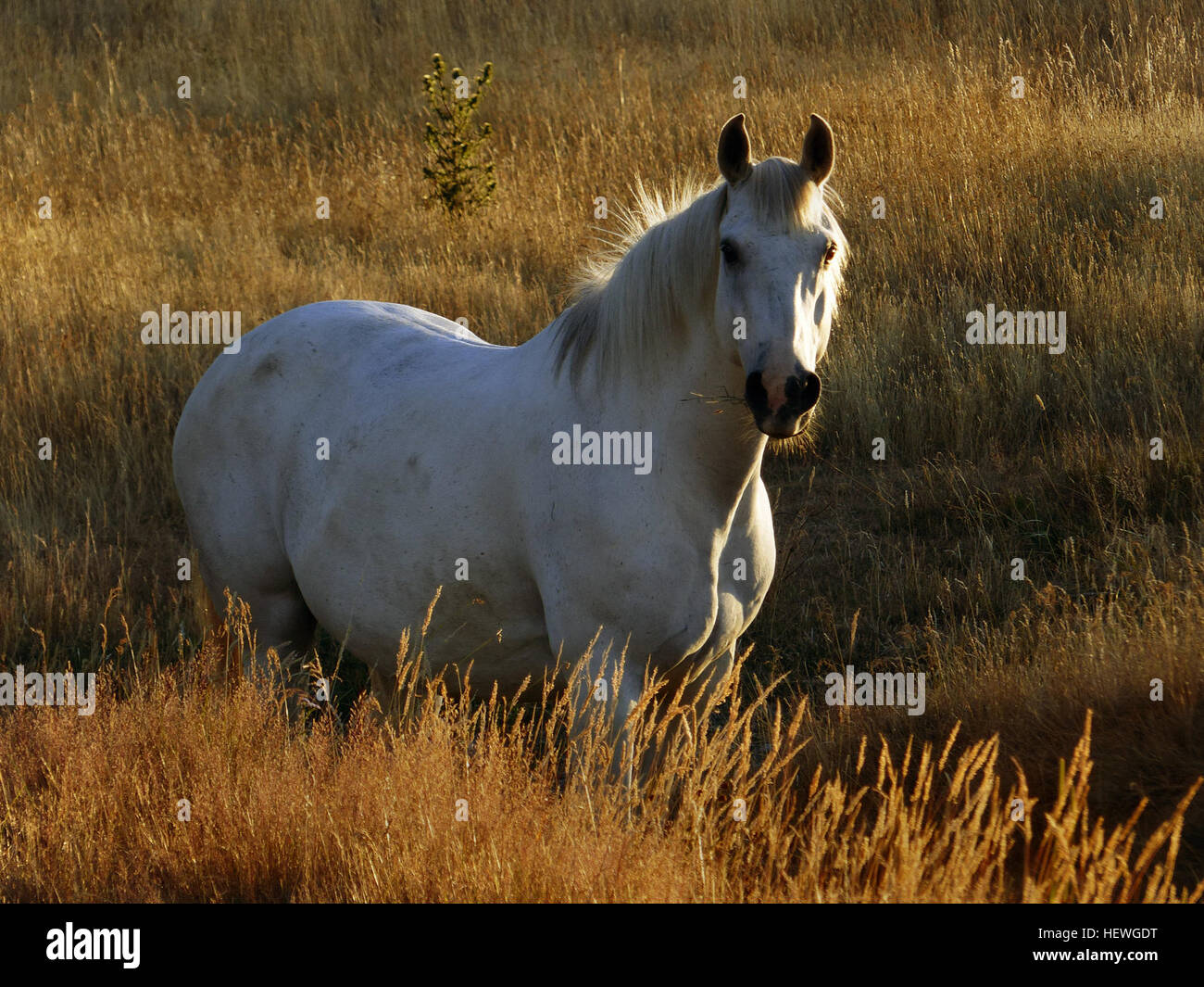 I cavalli bianchi nascono bianchi e rimangono bianchi per tutta la vita. Mentre alcuni hanno gli occhi marroni, blu o nocciola, i veri cavalli bianchi, che trasportano il gene bianco dominante, sono rari. La maggior parte dei cavalli chiamati bianchi sono in realtà grigi, con i loro cappotti che appaiono bianchi nel tempo. Questi maestosi animali sono spesso visti in vari ambienti e sono un simbolo di purezza e bellezza in molte culture. Foto Stock
