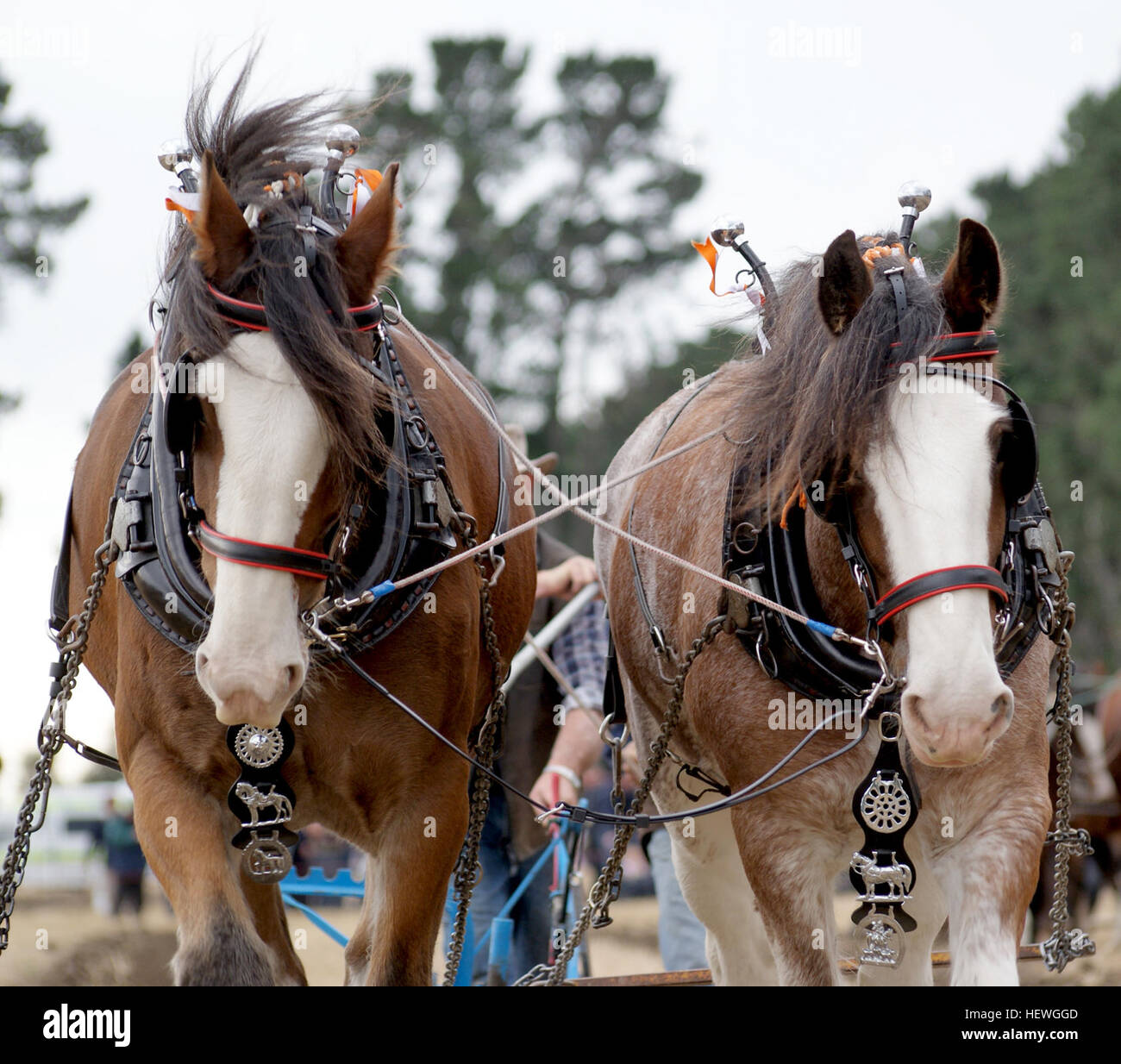 L'aratro (o aratro) è uno strumento agricolo essenziale utilizzato per preparare il terreno per la semina. Tradizionalmente trainato da animali come i cavalli, è ora comunemente utilizzato dai trattori. Gli argini sono stati parte integrante dell'agricoltura per secoli, con riferimenti storici risalenti all'XI secolo. Foto Stock