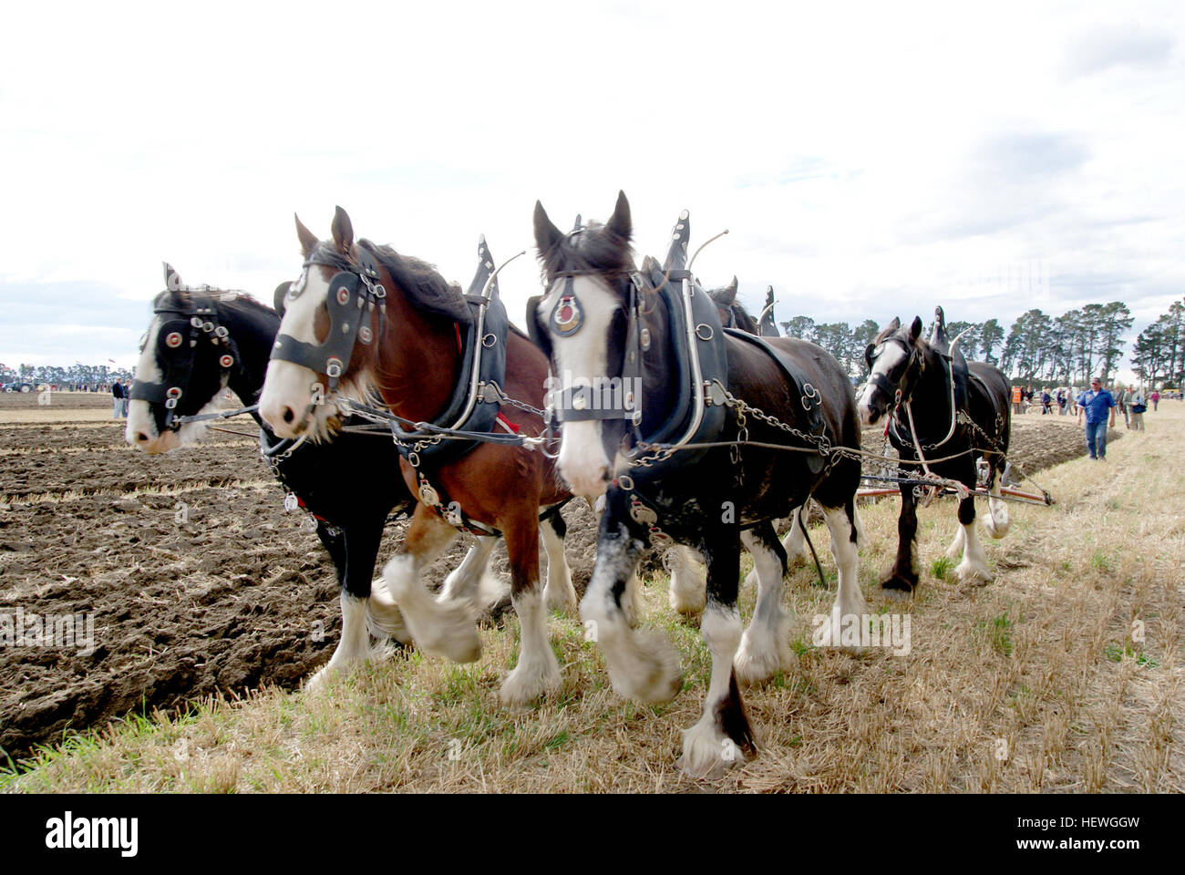 L'aratro (o aratro) è uno strumento agricolo essenziale utilizzato per preparare il terreno ruotandolo o allentandolo per la semina. Tradizionalmente attratti da animali come cavalli o bestiame, gli aratri moderni sono spesso trainati da trattori. È realizzato in legno, ferro o acciaio e ha una lama da tagliare nella terra. Foto Stock