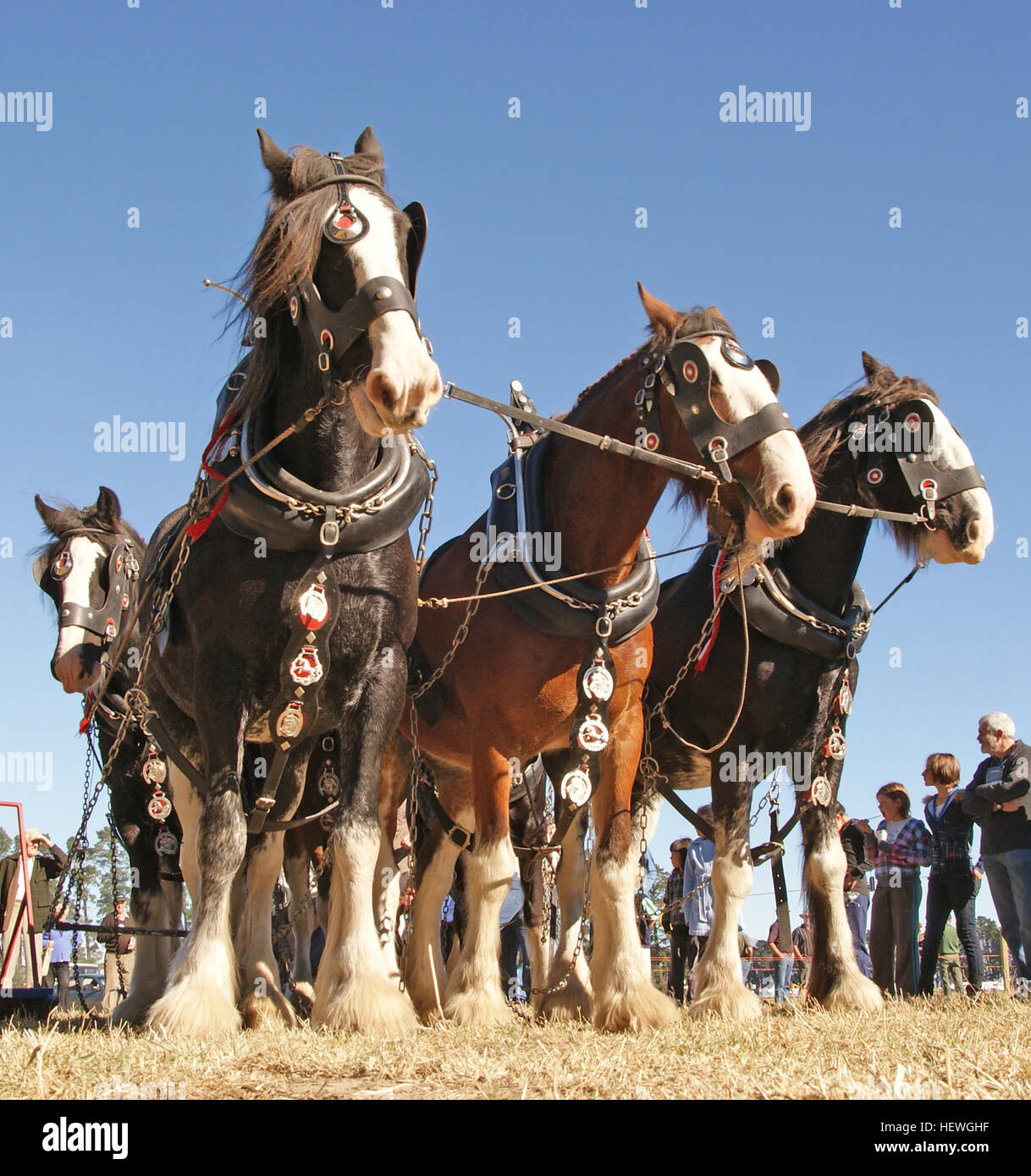 L'aratro, o aratro, è uno strumento di coltivazione utilizzato per preparare il terreno per la semina. Storicamente attratti da animali come i cavalli, gli aratri moderni sono spesso alimentati da trattori. Sono essenziali per la coltivazione del suolo e sono stati utilizzati per secoli in agricoltura, in particolare per allentare e girare la terra. Foto Stock