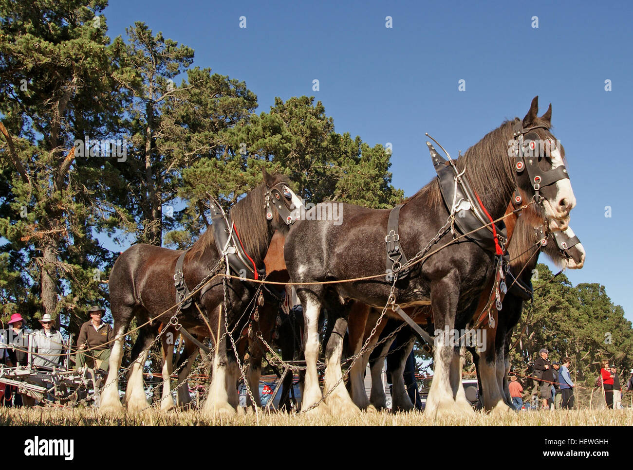 L'aratro (o aratro) è uno strumento di coltivazione utilizzato per coltivare il terreno per la semina. Tradizionalmente attratto da animali come i cavalli, è ora comunemente alimentato da trattori. Lo strumento è stato essenziale per l'agricoltura per secoli. Foto Stock