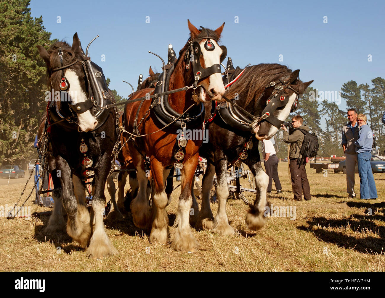 L'aratro, chiamato anche aratro, è uno strumento agricolo fondamentale utilizzato per la coltivazione del terreno, l'allentamento e la rotazione prima della semina. Storicamente attratto da animali come i cavalli, oggi è tipicamente alimentato da trattori. Il suo design si è evoluto da legno a metallo. Foto Stock