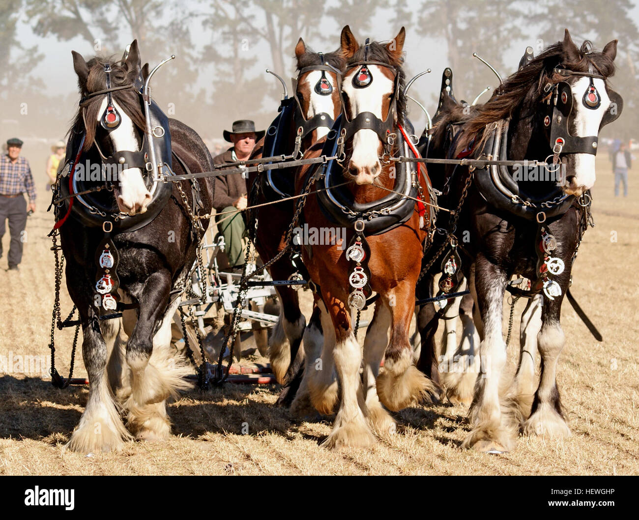 L'aratro (o aratro) è uno strumento agricolo essenziale per la coltivazione del suolo. Tradizionalmente trainato da cavalli o bovini, si è evoluto con la tecnologia, ora spesso trainata da trattori. Questo strumento è stato fondamentale per l'agricoltura per secoli. Foto Stock