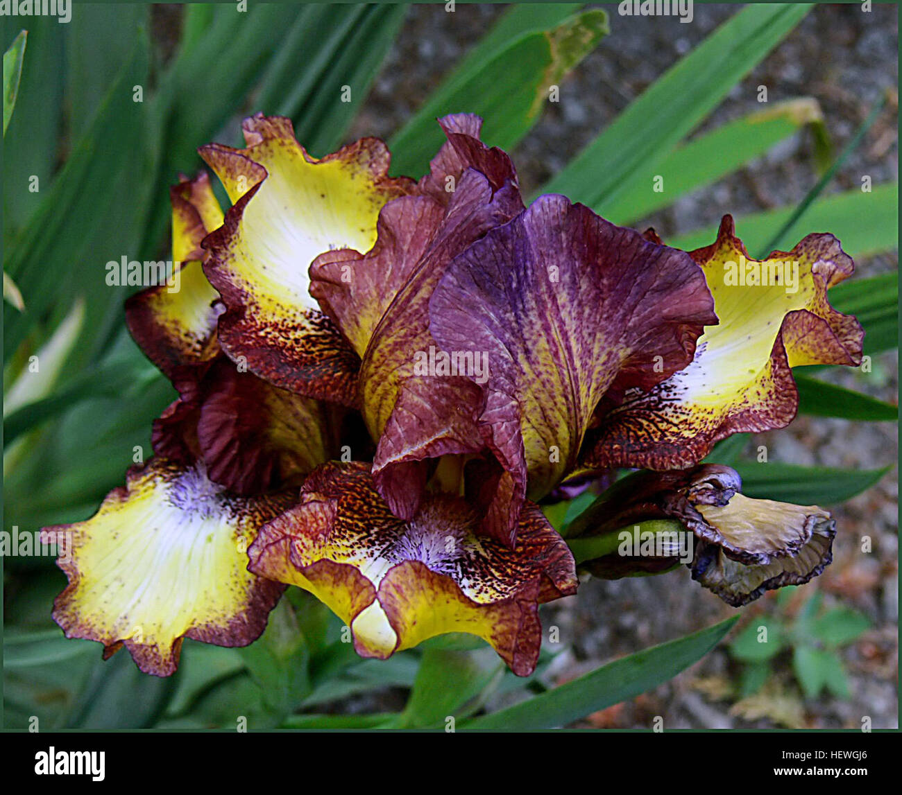 I fiori di Iris sono noti per le loro splendide e colorate fioriture e i lunghi e sottili petali. Queste piante perenni sono popolari nei giardini, spesso fioriscono in primavera con sfumature che vanno dal viola e blu al bianco e al giallo. Gli Iris sono ammirati per il loro aspetto elegante e le vivaci sfumature. Foto Stock