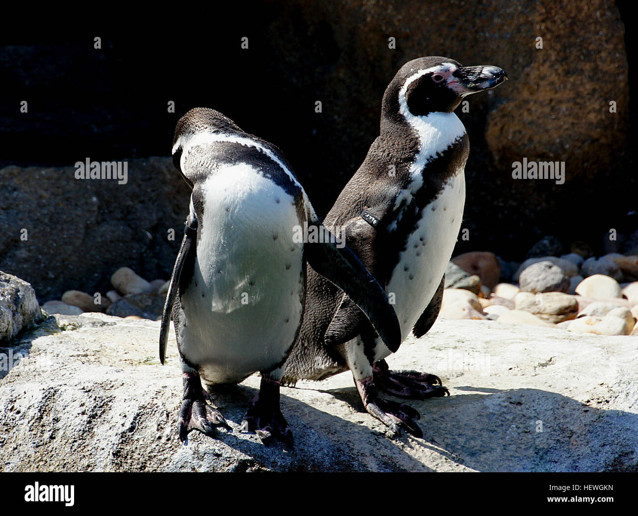 I pinguini Humboldt è un Sud Americana penguin, che razze nelle zone  costiere del Perù e Cile. I suoi parenti più vicini sono il pinguino  africano, il Magellanic Penguin e le Galapagos