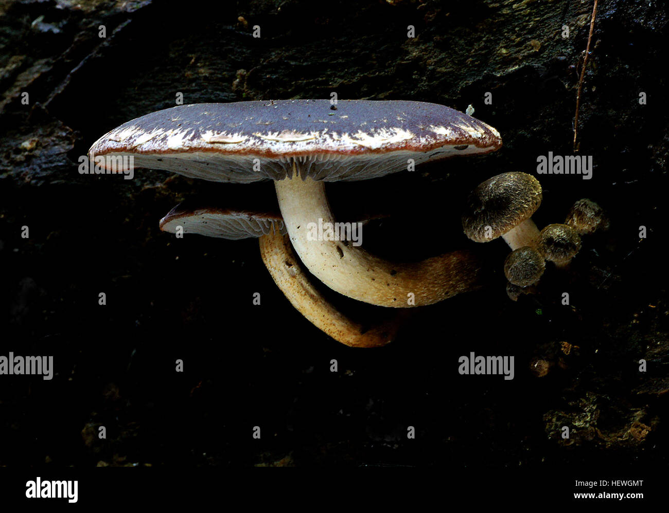 Questa specie, che cresce sul legno in piccoli gruppi o singolarmente, prospera nelle foreste autoctone. Appare dall'inizio dell'autunno all'inverno e produce spore marroni. Non è commestibile e si trova tipicamente negli ambienti boschivi naturali della nuova Zelanda. Foto Stock