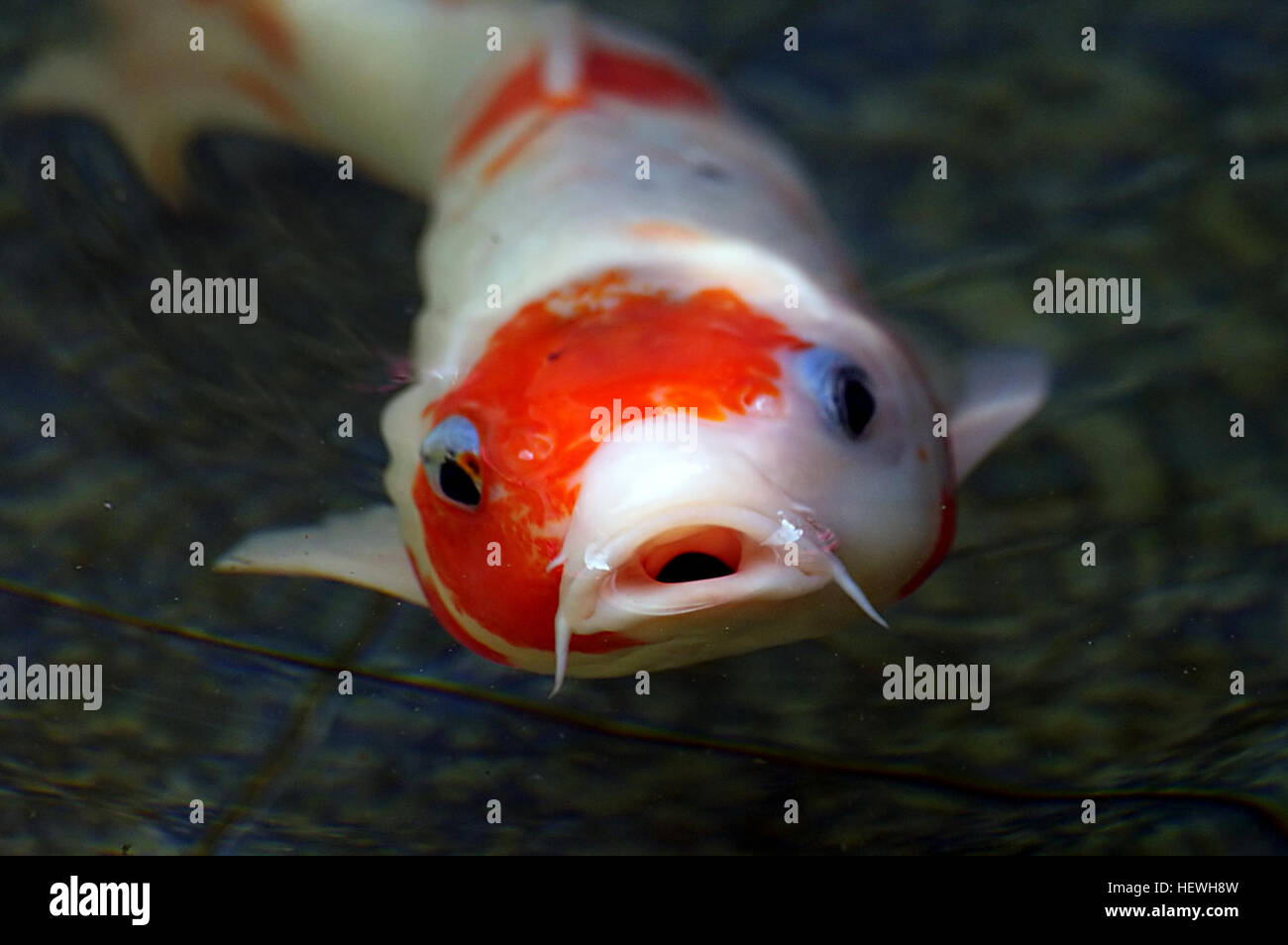 Le carpe sono pesci d'acqua fredda che si trovano originariamente in Europa centrale e Asia. Sono stati addomesticati in Asia orientale, dove sono stati allevati per il cibo, e da allora si sono diffusi in tutto il mondo grazie alla loro adattabilità ai vari climi. Foto Stock