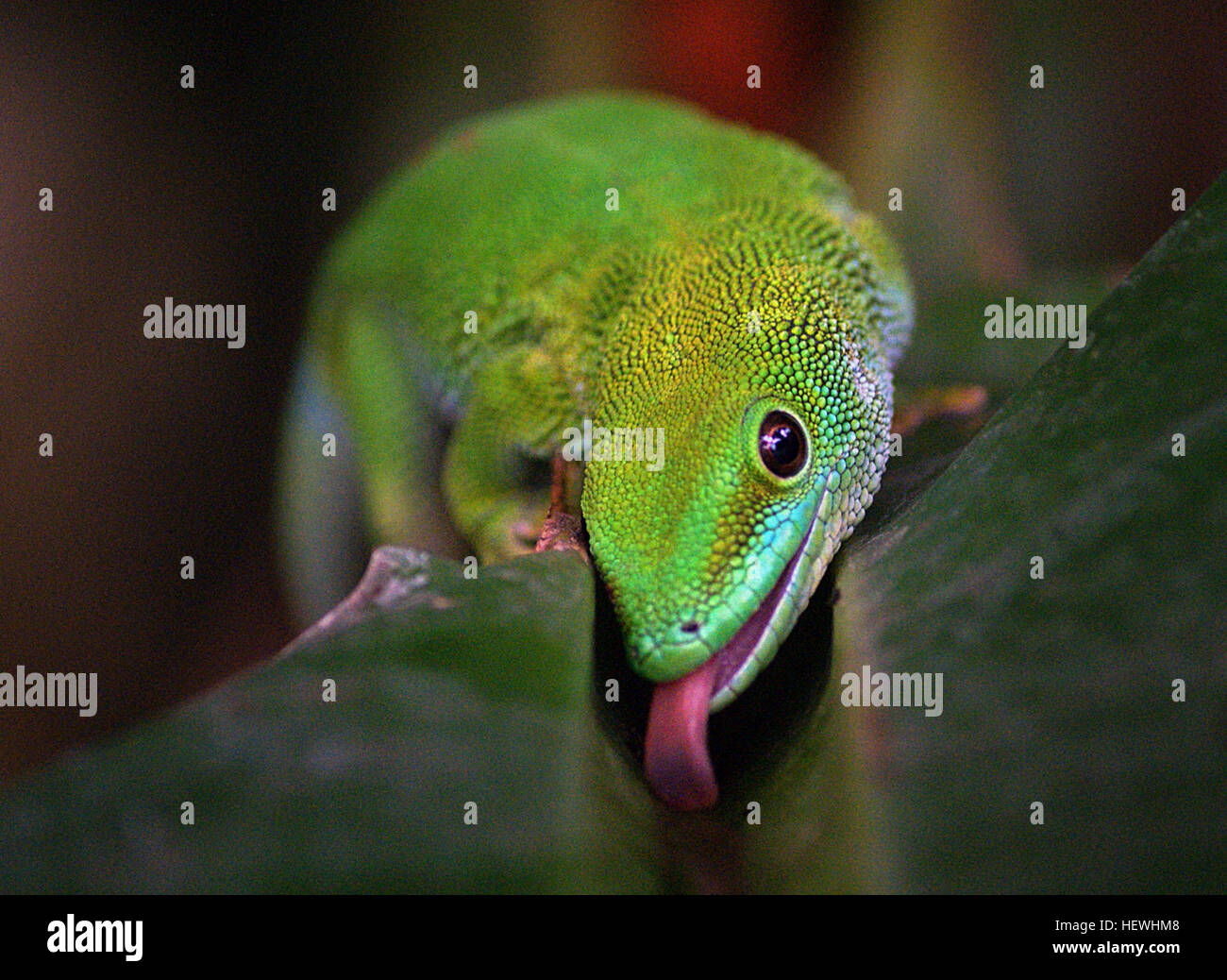 Il Gecko del Madagascar, una vivace specie verde originaria del Madagascar, è noto per i suoi colori sorprendenti e il comportamento attivo durante il giorno. Foto Stock