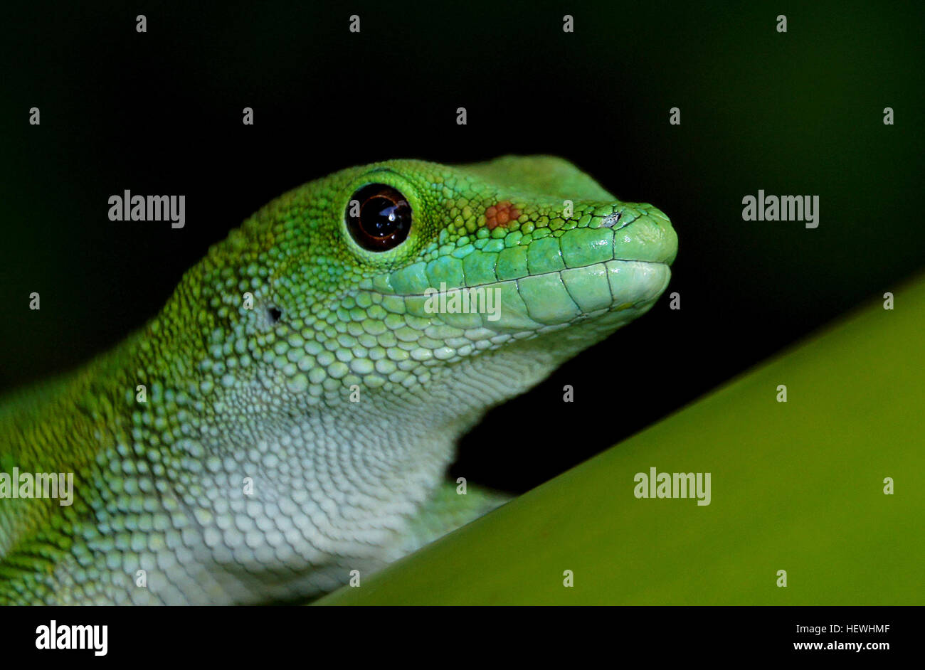 Un brillante gioiello verde della foresta, il Madagascan giorno gigante gecko è un affascinante maestro di mascherare con velcro-come i piedi e un segno distintivo di voce. Più confortevole in climi caldi ed umidi, il Madagascan giorno gigante gecko è proprio a casa nella foresta tropicale. Venendo dalla foresta pluviale, praterie e piantagioni di Madagascar settentrionale, questa lucertola si trova anche sulle isole Seychelles. Foto Stock