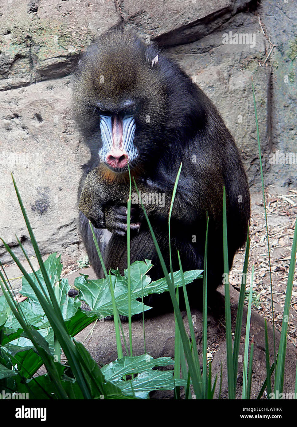 Il mandriano è una grande specie di primati conosciuta per la sua faccia e il retro vivaci e colorati, con un'impressionante colorazione blu e rossa. Trovati nelle foreste pluviali dell'Africa centrale, i mandrilli sono animali sociali che vivono in grandi truppe. Sono onnivori, si nutrono di frutta, semi e piccoli animali. I Mandrills sono uno stretto parente dei babbuini, che si distinguono per il loro aspetto unico e i loro comportamenti. Foto Stock