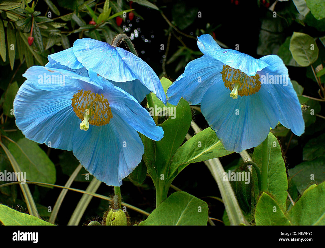 Meconopsis è un genere di piante da fiore della famiglia delle Papaveraceae, descritto per la prima volta da Viguier nel 1814. Note per i loro fiori sorprendenti, queste piante hanno due gamme principali, con una specie, Meconopsis cambrica (gallese Poppy), originaria dell'Inghilterra, del Galles, dell'Irlanda e dell'Europa occidentale. Tuttavia, alcuni studi suggeriscono che potrebbe non appartenere al genere Meconopsis. Queste piante sono ammirate per la loro bellezza, spesso osservate nelle regioni temperate, in particolare in natura. Foto Stock