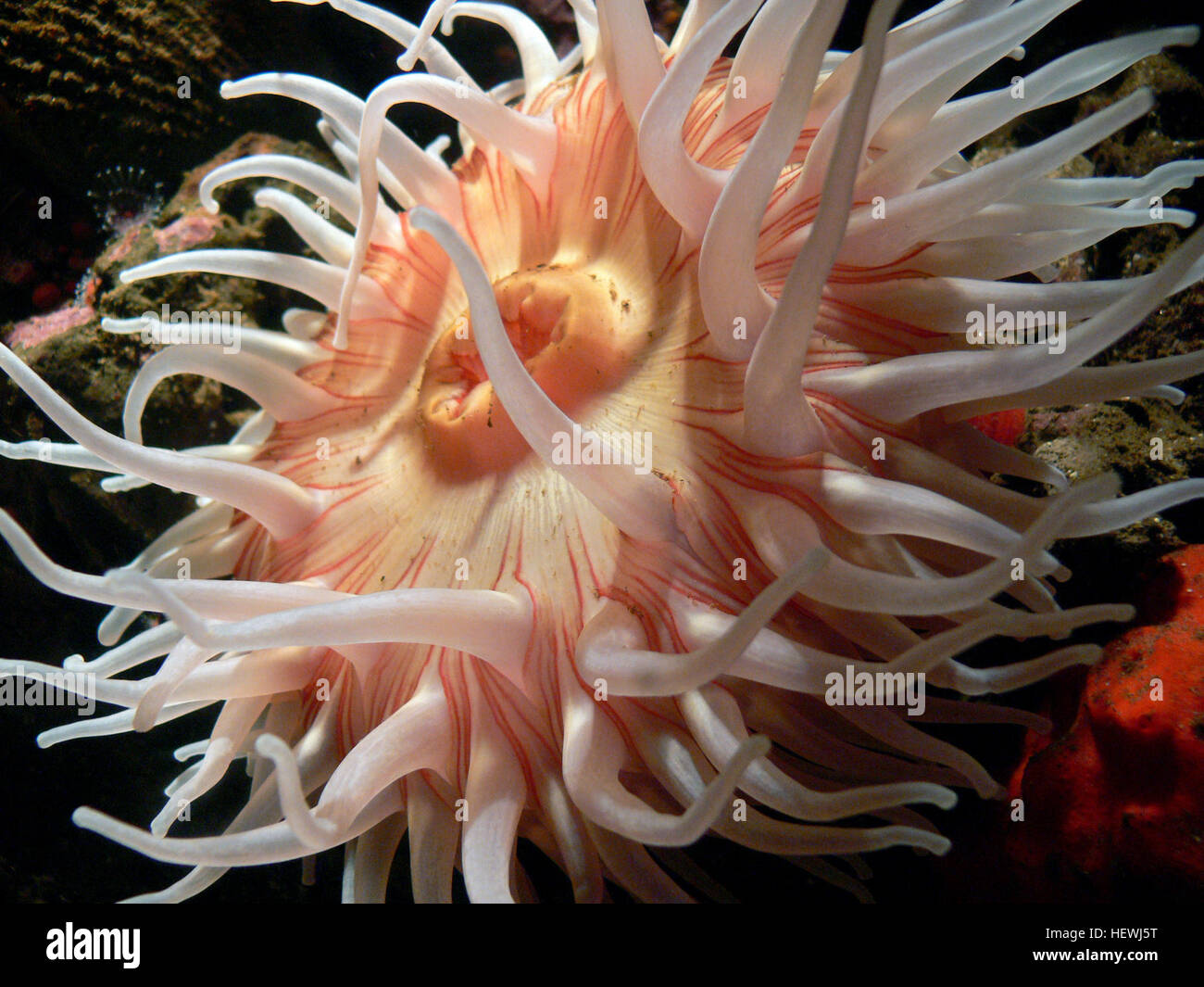 L'anemone di mele, parte della classe Anthozoa, si trova comunemente in acquari e habitat marini come Monterey Bay. Questa specie è nota per la sua struttura unica e per il suo rapporto con pesci e crostacei. Foto Stock