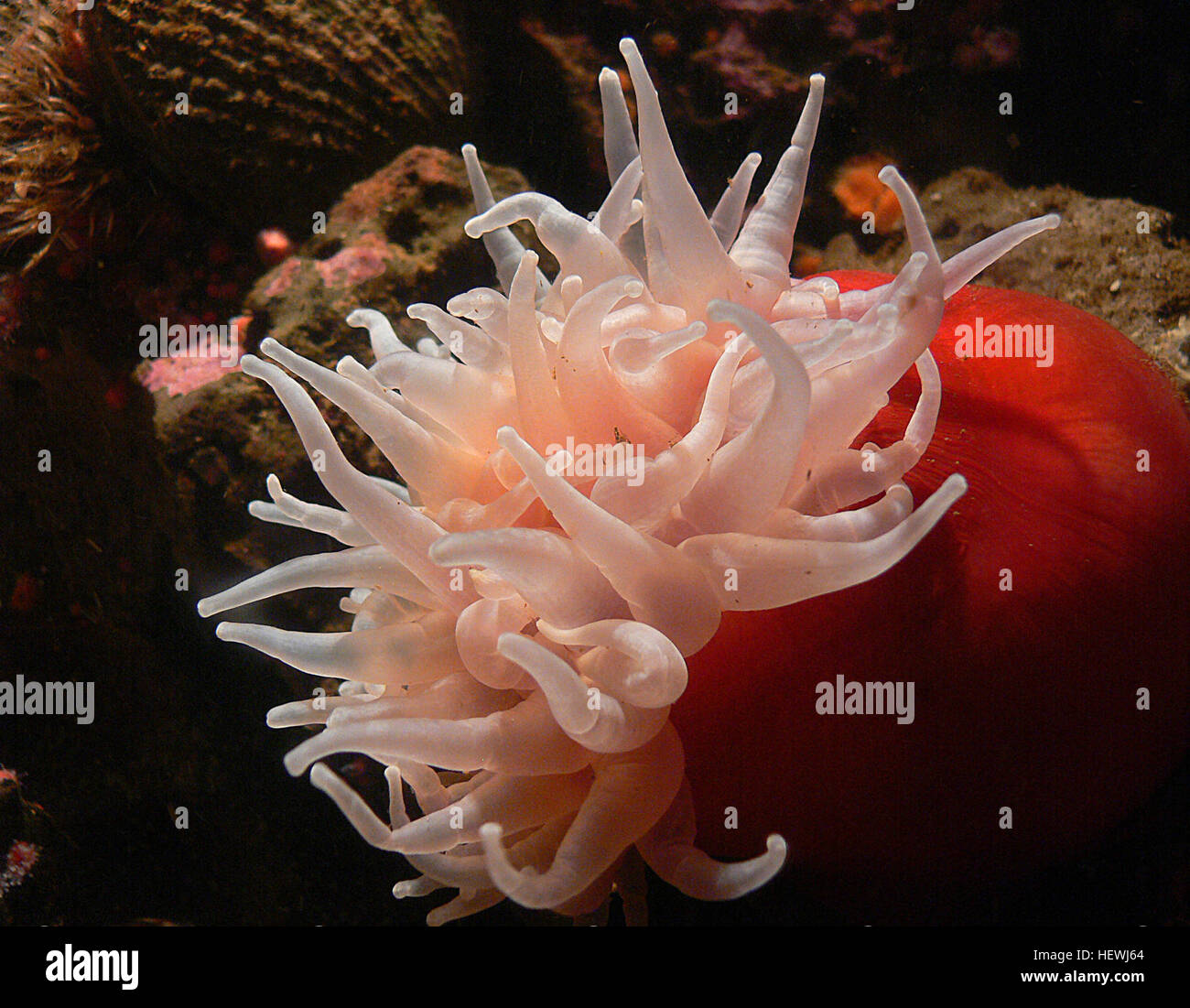 Questa fotografia mostra l'anemone di mele, parte della classe Anthozoa, al Monterey Bay Aquarium in California. L'anemone, un invertebrato carnivoro, è esposto accanto ai pesci e ad altre forme di vita marina in una mostra acquatica. Foto Stock