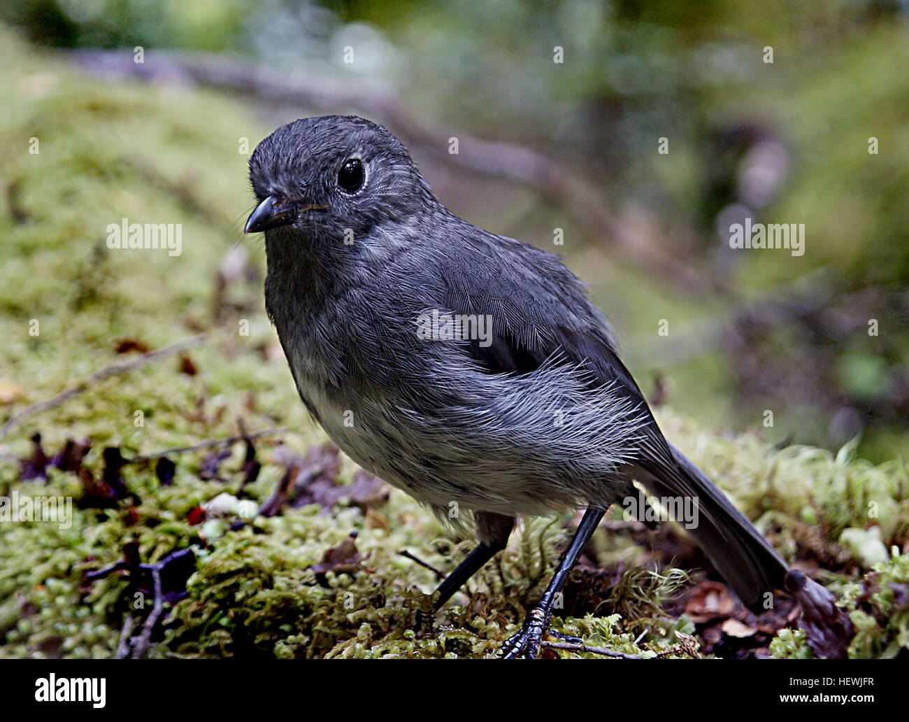 Nuova Zelanda robins e tomtits assomigliano a British robins, ma i due gruppi non sono strettamente correlati. La Nuova Zelanda specie appartengono alla Australian-NUOVA GUINEA Petroicidae familiari. Robins e tomtits hanno grandi teste, collo corto, corpi rotondi e una posizione eretta. Essi hanno setole corte circa il progetto di legge. Robins hanno gambe lunghe e sono più grandi di tomtits. Tutti sono insettivori. Il più antico uccello noto vissuto 16 anni, ma la loro aspettativa di vita è di tre anni. Foto Stock