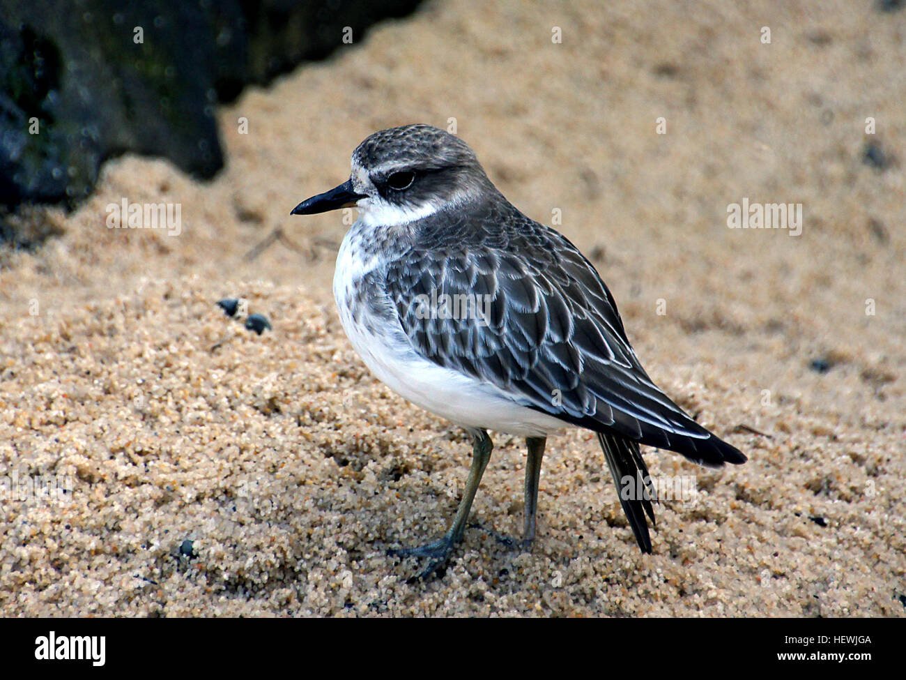 La Nuova Zelanda Plover, rosso-breasted Plover, o Nuova Zelanda Beccaccia (Charadrius obscurus) è una specie in via di estinzione che si trova solo in alcune zone della Nuova Zelanda. Foto Stock