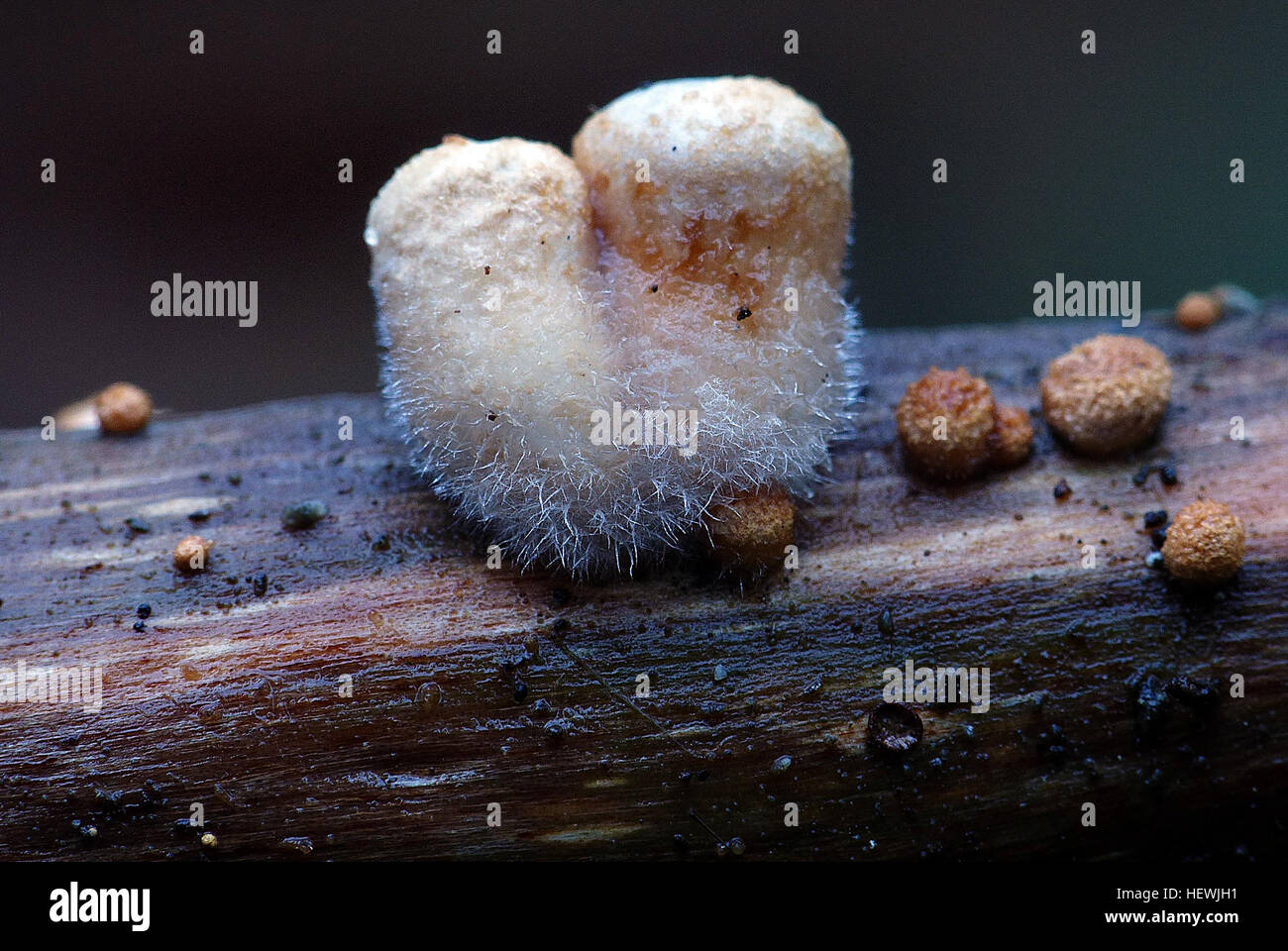 Birdsnest funghi questi sono molto specializzati per la dispersione delle loro spore. Nidula candida (lanosi birdsnest funghi) sono molto piccole strutture a tazza che somigliano a un piccolo nido coperto da un sottile pelle o coperchio. Quando questo coperchio si piega, è possibile vedere cose che sembrano uova, ma sono in realtà poco fasci (peridioles) di spore compressa. Questi sono coperti con una sostanza appiccicosa in modo tale che quando essi sono schizzi fuori da gocce di pioggia, bastone per la suface atterrano sul. Il peloso (lanosi) a copertura di questi funghi lo rende facilmente distinguibili. Foto Stock