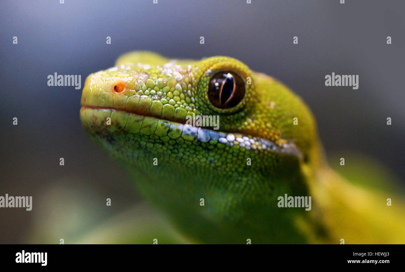 La Northland Gecko Verde si trova solo nella regione di Northland della Nuova Zelanda, a nord di Whangaroa. È vivido verde, con il grigio o oro highlights, su entrambi i lati - lungo la dorsale dei bordi. I maschi presentano una banda blu lungo i lati, sotto gli arti e il ventre molle di entrambi i sessi è luminoso verde pallido e a volte con una sfumatura di colore giallo. La crescita è di 200 mm. Foto Stock