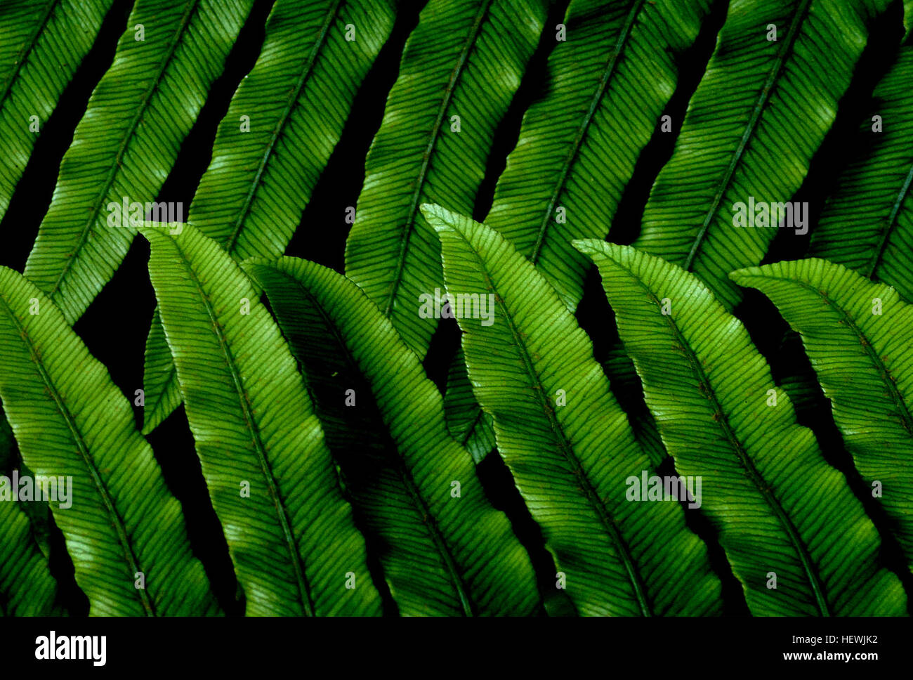Blechnum chambersii, una piccola felce a crescita lenta, prospera in aree ombreggiate vicino ai torrenti in nuova Zelanda, Australia e Figi. Ha fronde a forma di lancia distinte ed è storicamente utilizzato dai Maori per cucinare. Foto Stock
