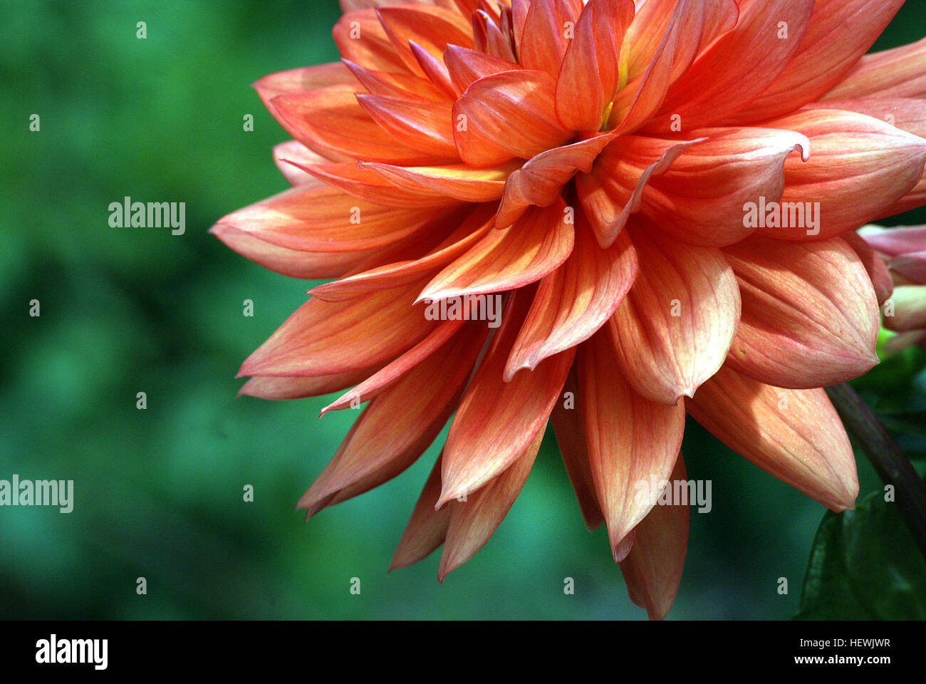 Dahlia piante sono incredibili, un altro esempio di horticultural magic. La cena tipi di piastra può crescere un misuratore completa alta in pochi mesi Mentre la produzione di blumi quasi 30 cm attraverso. La metropolitana, la stessa cosa sta accadendo. Si dovrebbe decidere di scavare il dahlia tuberi alla fine della stagione, rimarrete impressionati con che cosa è stata happing sotto la superficie del suolo. Foto Stock