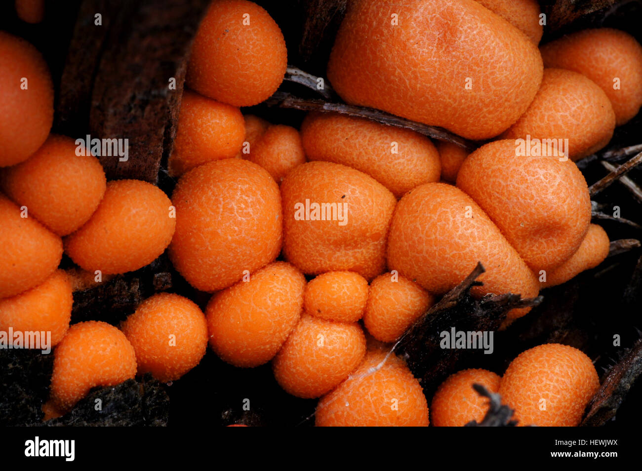 I muffe vischiose, un gruppo di organismi che si riproducono tramite spore, sono ora considerati parte del regno Protista, sebbene in precedenza fossero classificati come funghi. Foto Stock