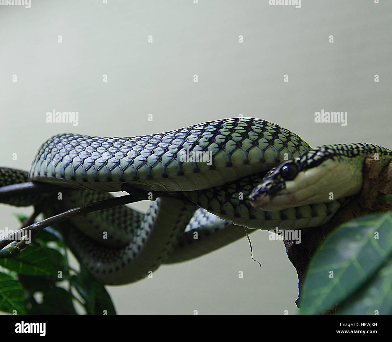 Una fotografia ravvicinata di un serpente planante, noto per le sue squame e il movimento agile, che mostra le caratteristiche uniche e la bellezza della specie nel suo habitat naturale. Foto Stock