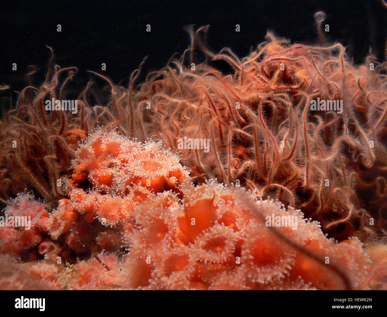 Una raccolta o uno studio di fotografie, che cattura una varietà di soggetti, dai paesaggi alle persone, mettendo in evidenza la versatilità e l'arte del mezzo. La fotografia come forma d'arte fornisce una rappresentazione visiva del mondo, spesso trasmettendo emozioni o raccontando una storia. Foto Stock
