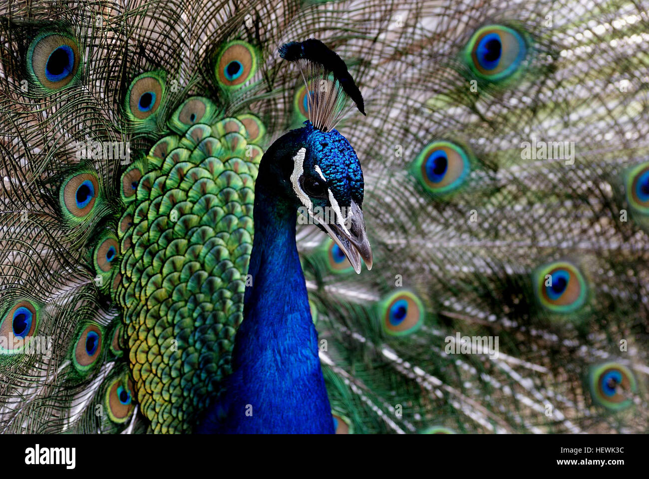 Pavoni sono massa-alimentatori che mangiano insetti, piante, e piccole creature. Ci sono due familiare specie di pavone. Il blu pavone vive in India e Sri Lanka, mentre il verde pavone è trovato in Java e in Myanmar (Birmania). Un più distinte e poco note specie, il pavone del Congo, abita africana di foreste pluviali. Foto Stock