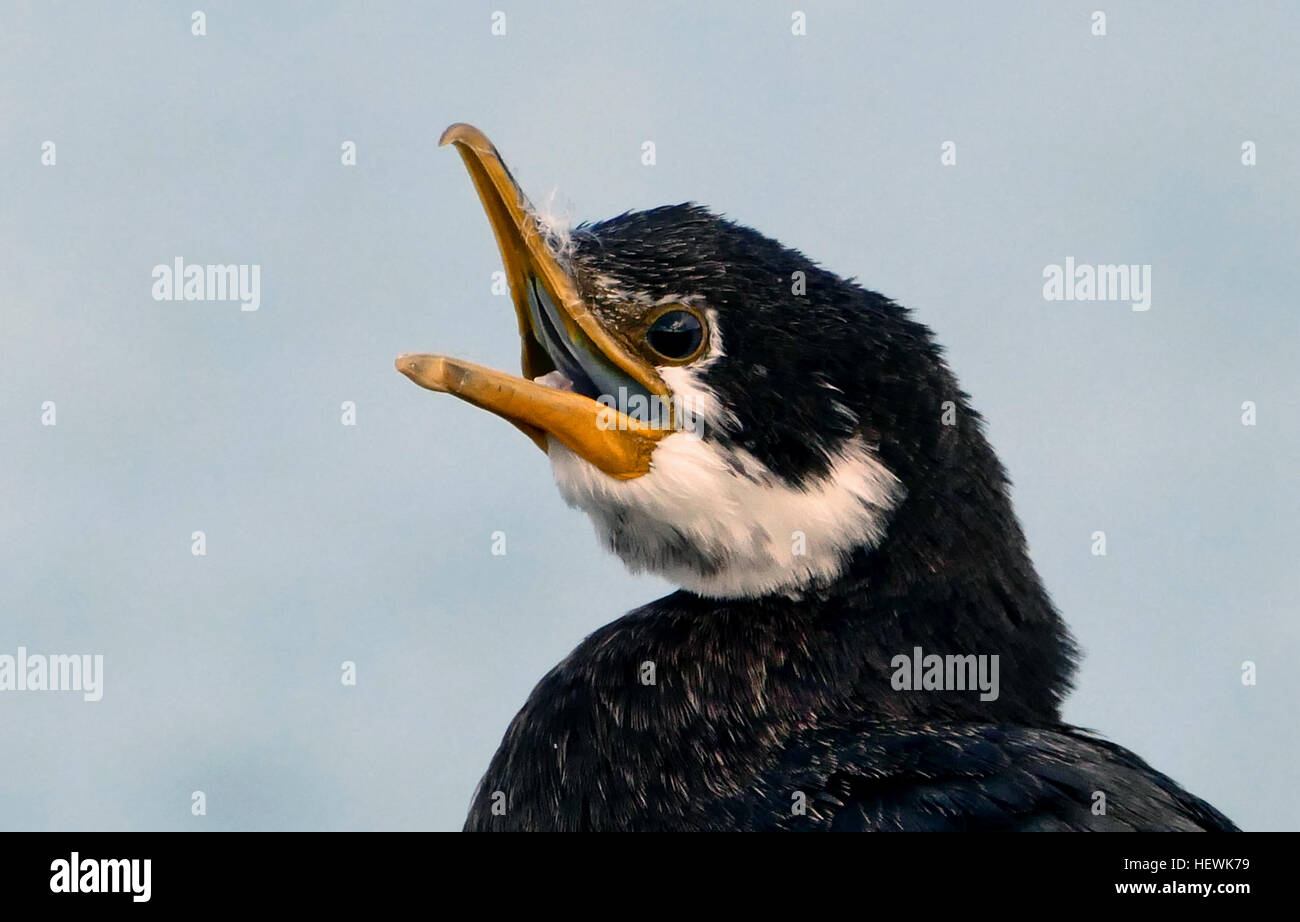 Questo grande nero-e-bianco shag è spesso considerata individualmente o in piccoli gruppi sono ' appollaiati su promontori rocciosi, alberi o strutture artificiali. Nelle regioni in cui essa si verifica di solito può essere facilmente osservato circa i porti e gli estuari associato con la città o cittadine. A differenza della maggior parte delle altre specie di shag, il pied shag è ragionevolmente fidandosi, consentendo vicino approccio quando sono ' appollaiati o nidificazione di alberi. In genere i foraggi da soli, ma di tanto in tanto in piccoli gruppi durante la preda è abbondante. Foto Stock