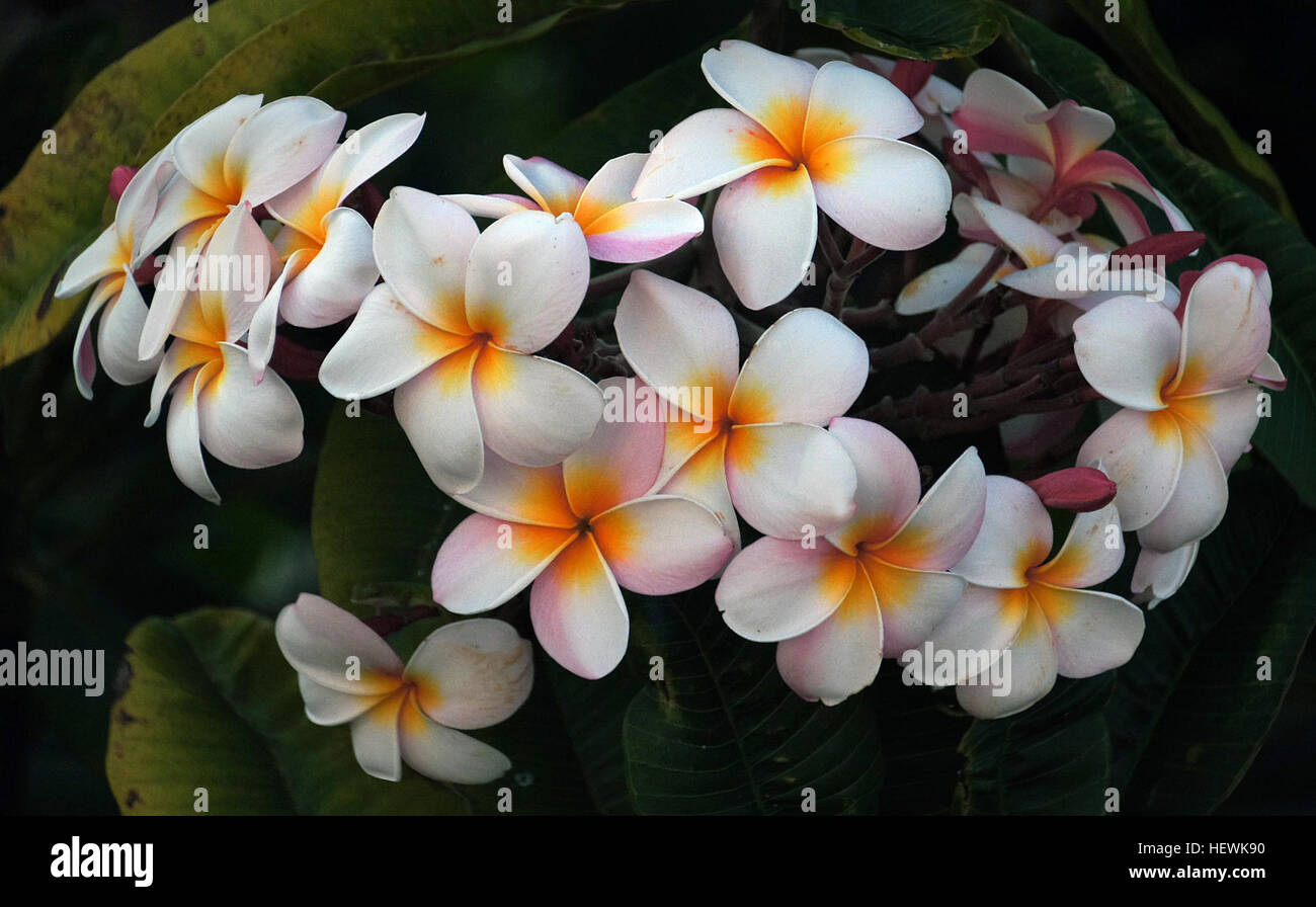 I Plumerias, noti anche come frangipani o fiori lei hawaiani, sono alberi tropicali apprezzati per i loro fiori profumati e belli, spesso usati nei leis. Nei climi più freddi, possono essere coltivati in contenitori e portati al chiuso durante l'inverno. Foto Stock