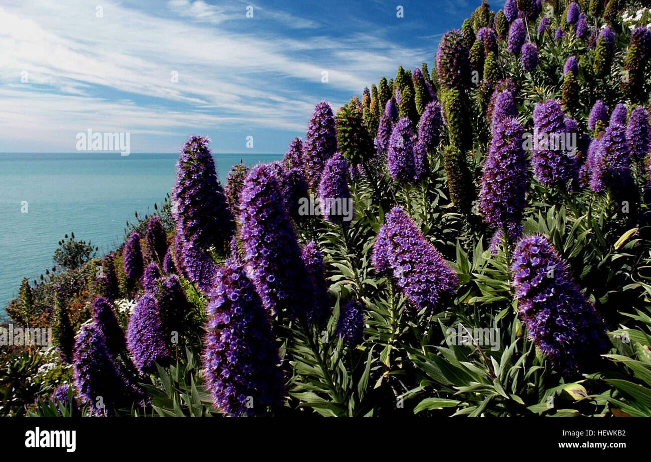 L'orgoglio di Madeira è una pianta meravigliosa conosciuta per le sue alte punte di fiori viola, la tolleranza costiera e il fogliame verde salvia. Questa pianta resistente è resistente alla siccità, il che la rende una scelta ideale per i giardini a bassa acqua e i suoi fiori vivaci la rendono un'aggiunta accattivante a qualsiasi paesaggio. Foto Stock L'orgoglio di Madeira è una pianta meravigliosa conosciuta per le sue alte punte di fiori viola, la tolleranza costiera e il fogliame verde salvia. Questa pianta resistente è resistente alla siccità, il che la rende una scelta ideale per i giardini a bassa acqua e i suoi fiori vivaci la rendono un'aggiunta accattivante a qualsiasi paesaggio. Foto Stock
