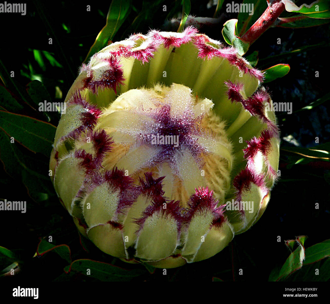 La famiglia delle Proteaceae, compreso il ben noto genere Protea, è un antico gruppo di piante che risale a 300 milioni di anni fa a Gondwana. Oggi, si trovano più comunemente nell'Africa meridionale, con la famiglia divisa in due sottofamiglie: Proteoideae e Grevilleoideae. Foto Stock