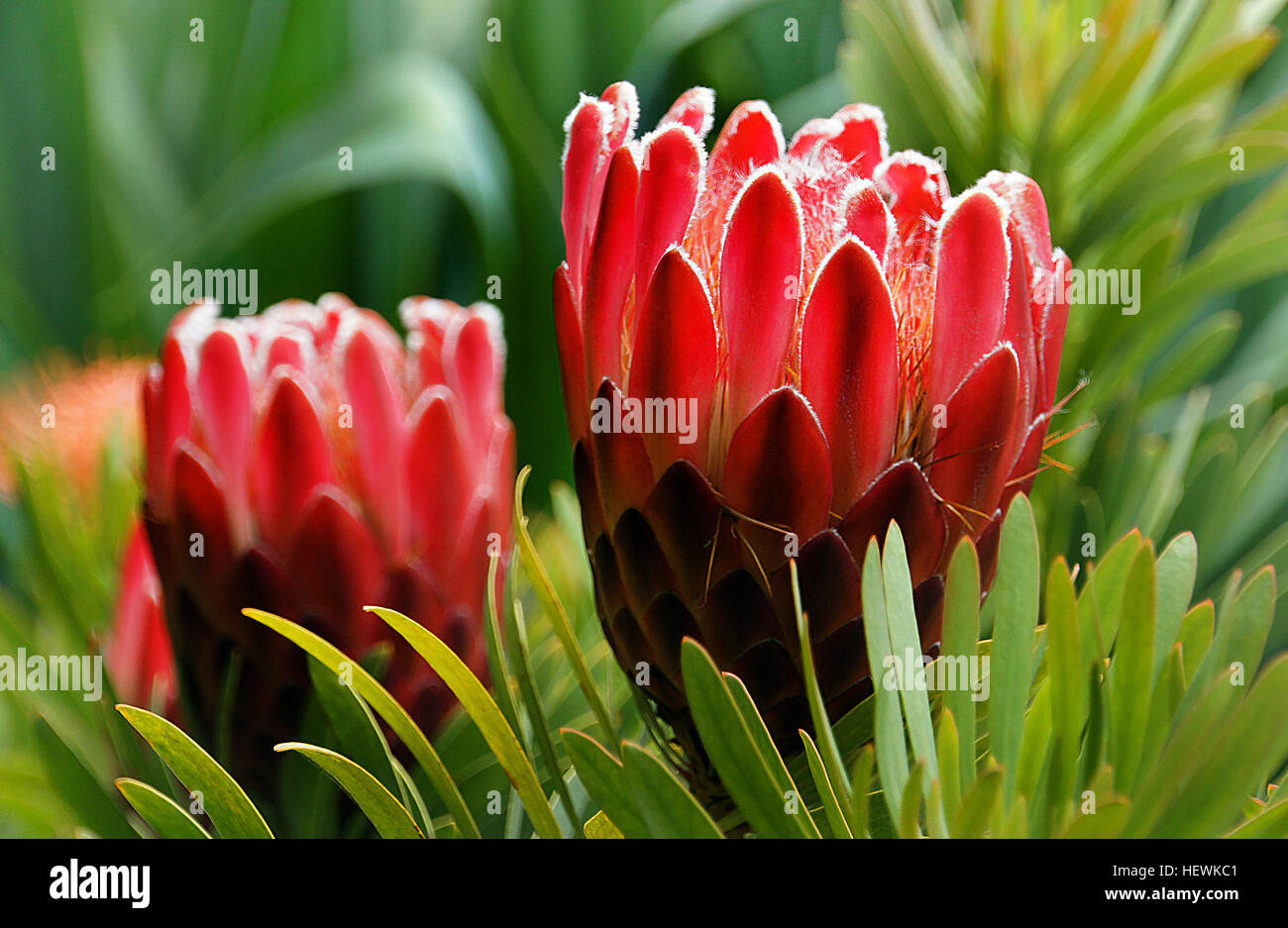 Una fotografia storica che cattura un momento o un soggetto importante. La fotografia come forma d'arte e strumento documentario conserva la storia, fornendo informazioni su persone, luoghi ed eventi con un impatto duraturo. Foto Stock