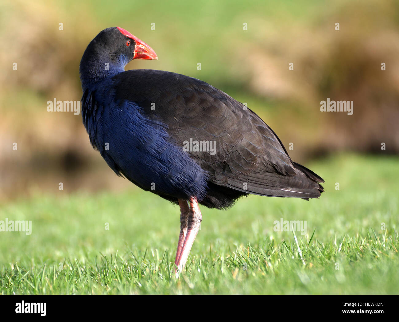 Questa immagine cattura un uccello blu, forse un Pukeko (Porphyrio porphyrio), un uccello d'acqua originario della nuova Zelanda. Il Pukeko è noto per le sue vivaci piume blu, il becco rosso e la forte associazione con gli habitat delle zone umide, comunemente presenti nelle paludi e nelle paludi di tutto il paese. Foto Stock